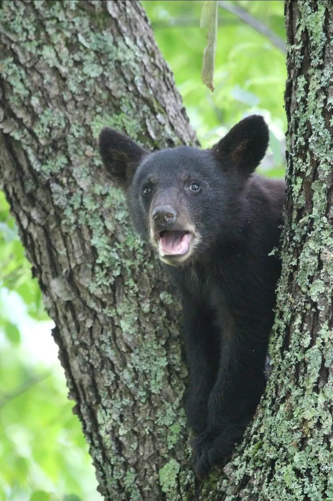 Bear cub calling for mom