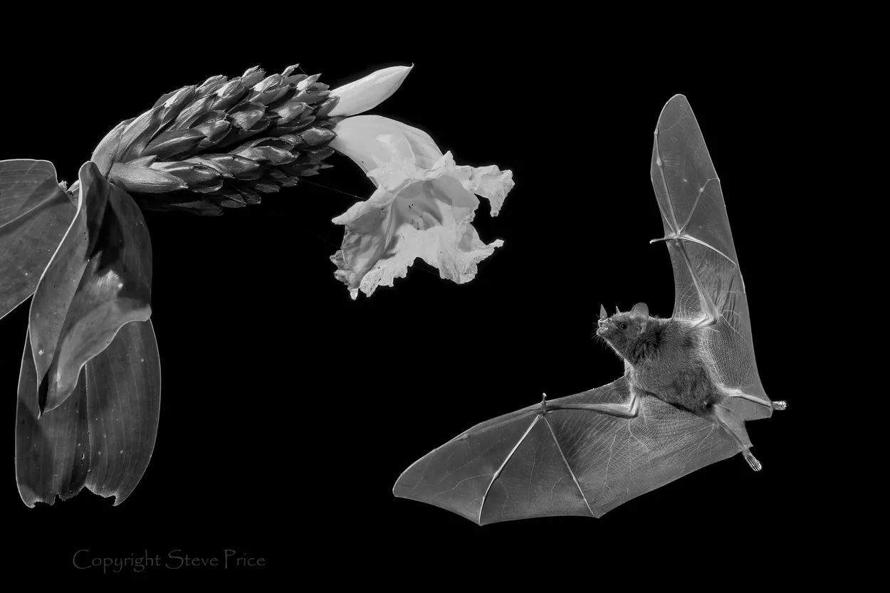 Night Flyer