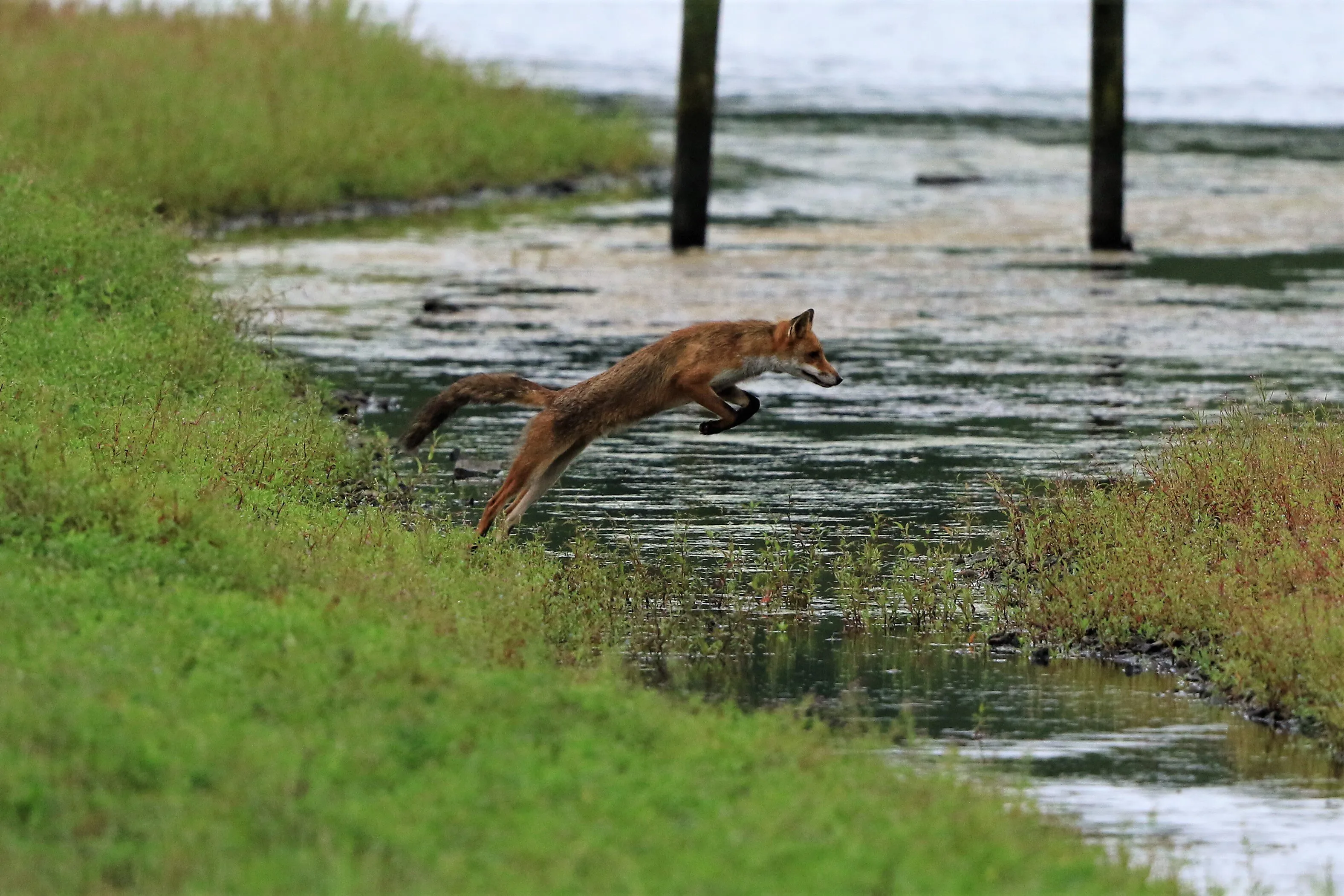 FOX