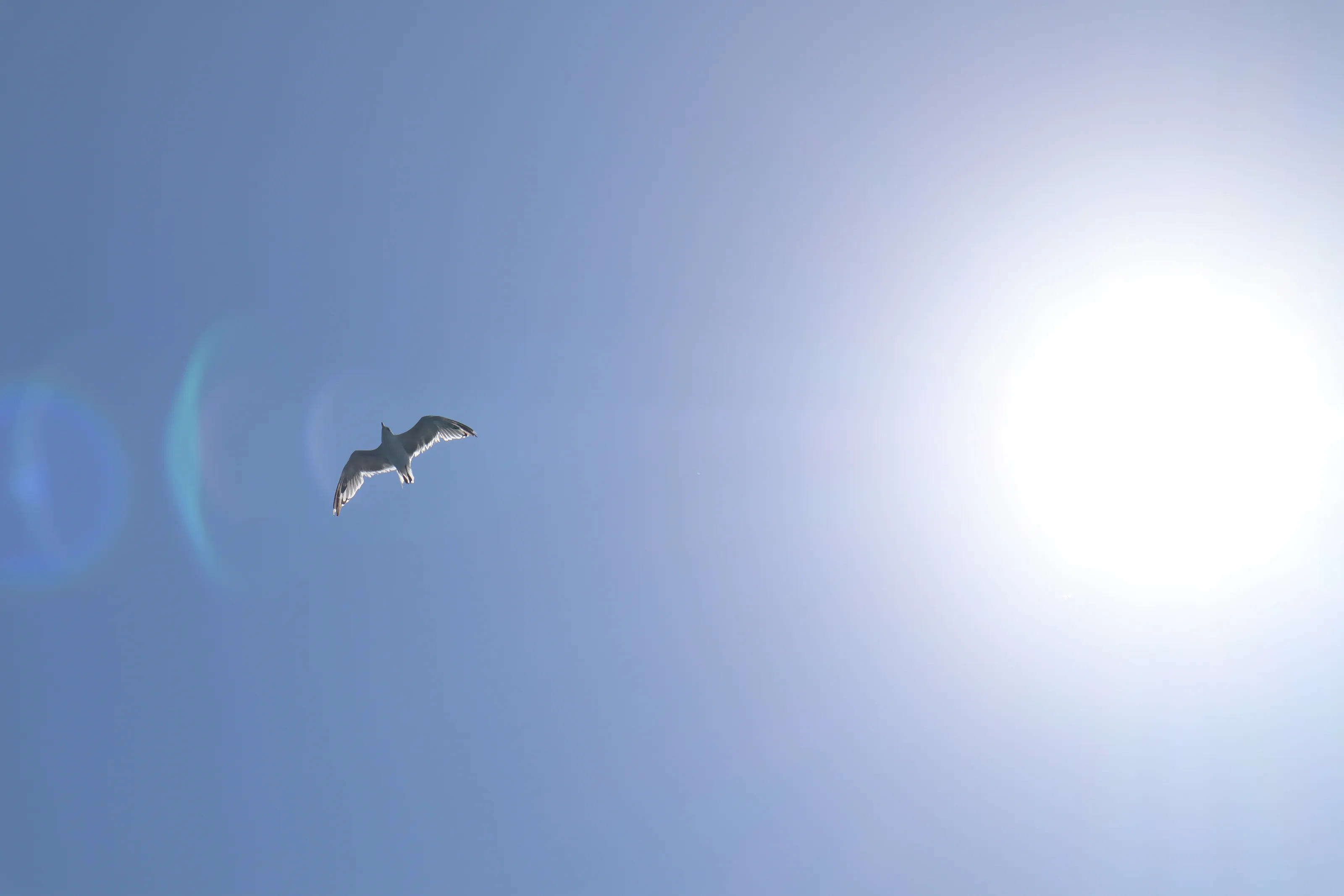 sailing on feathers