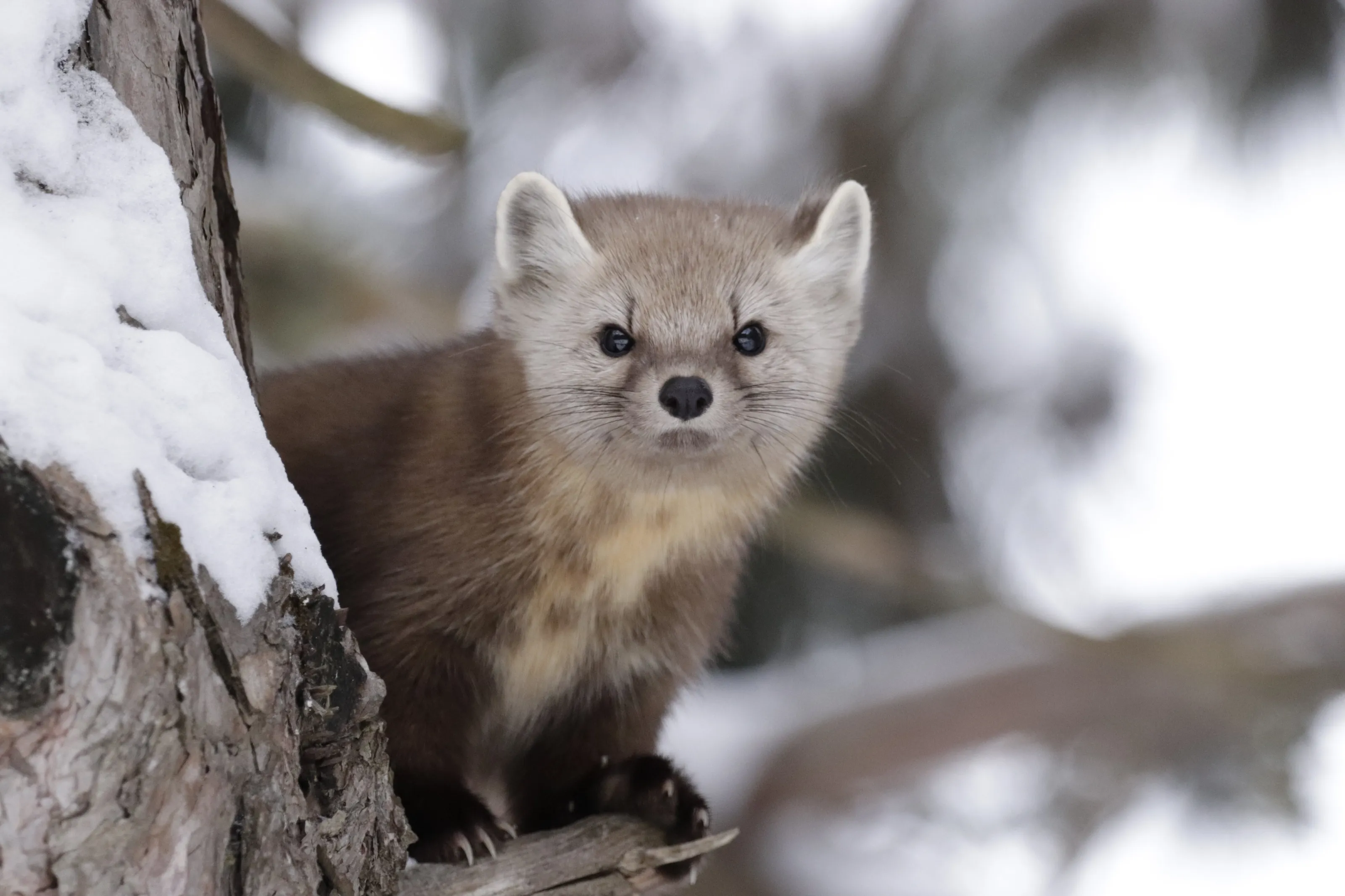 Curious Pine Marten