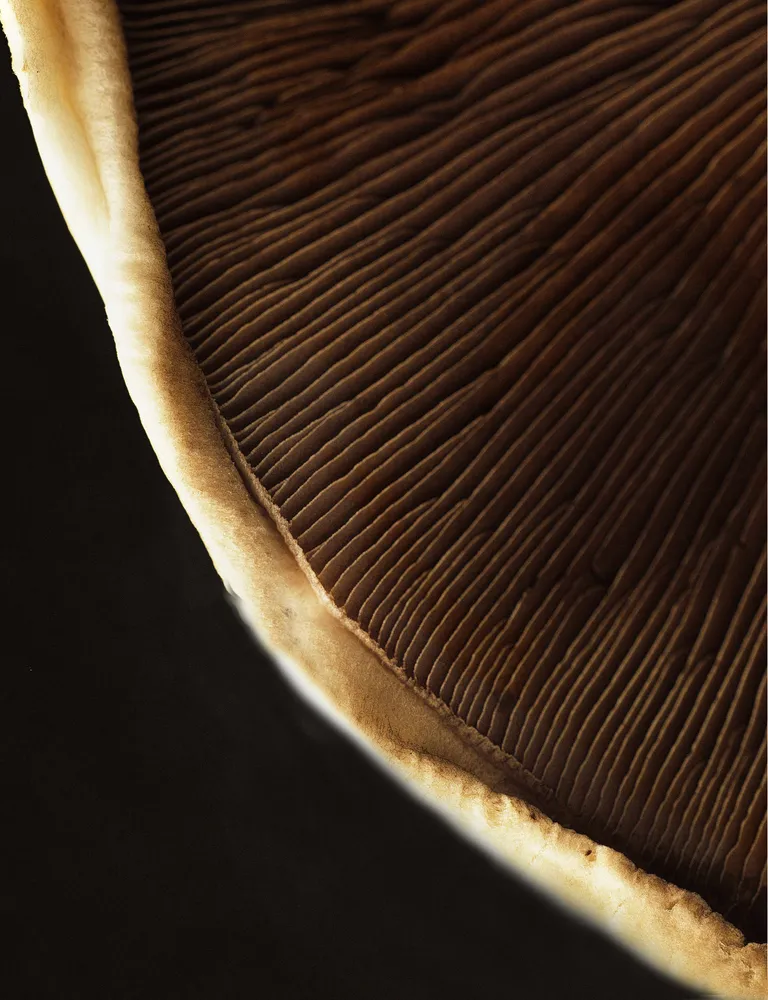 "Mushroom' Moon