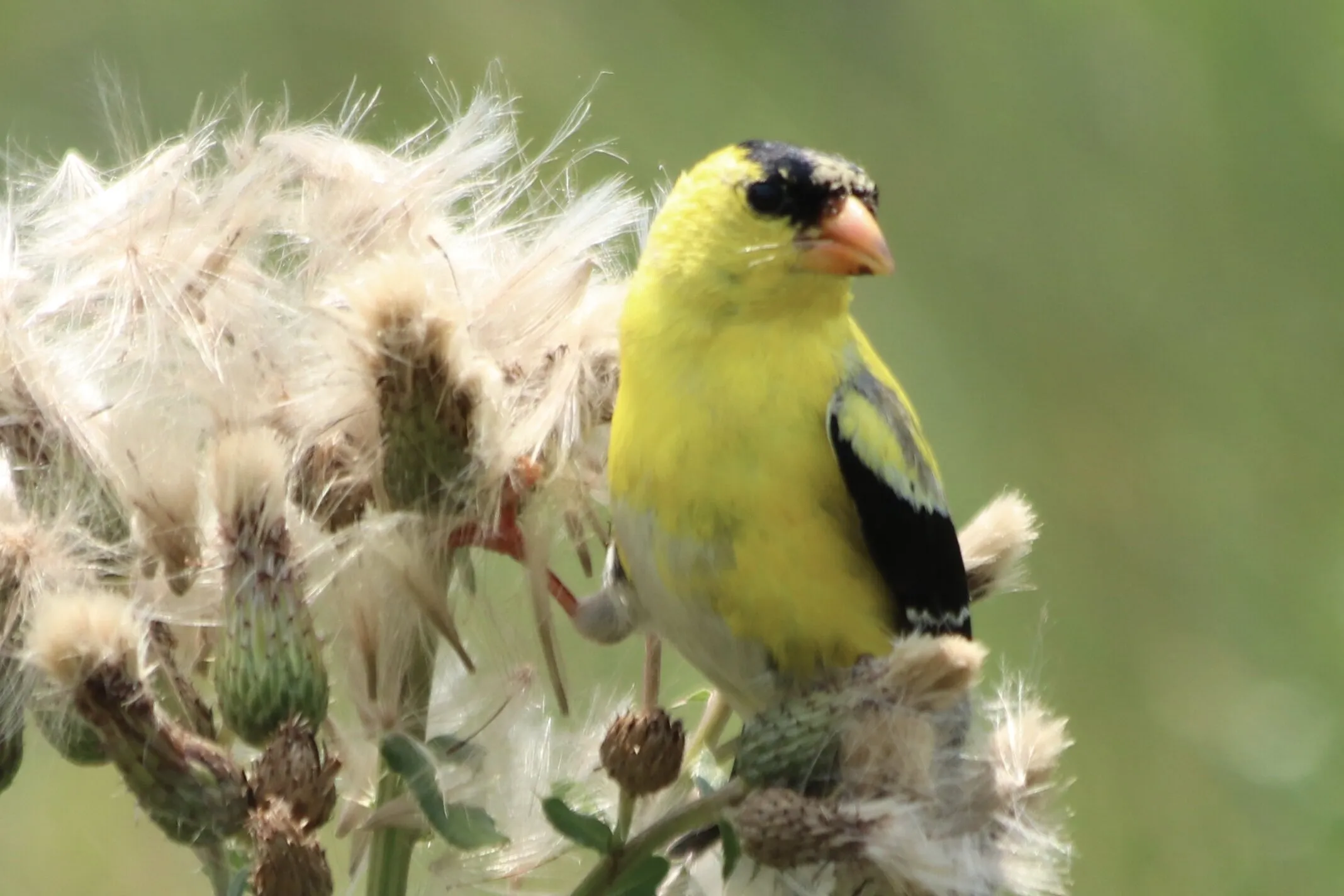 American Goldfinch