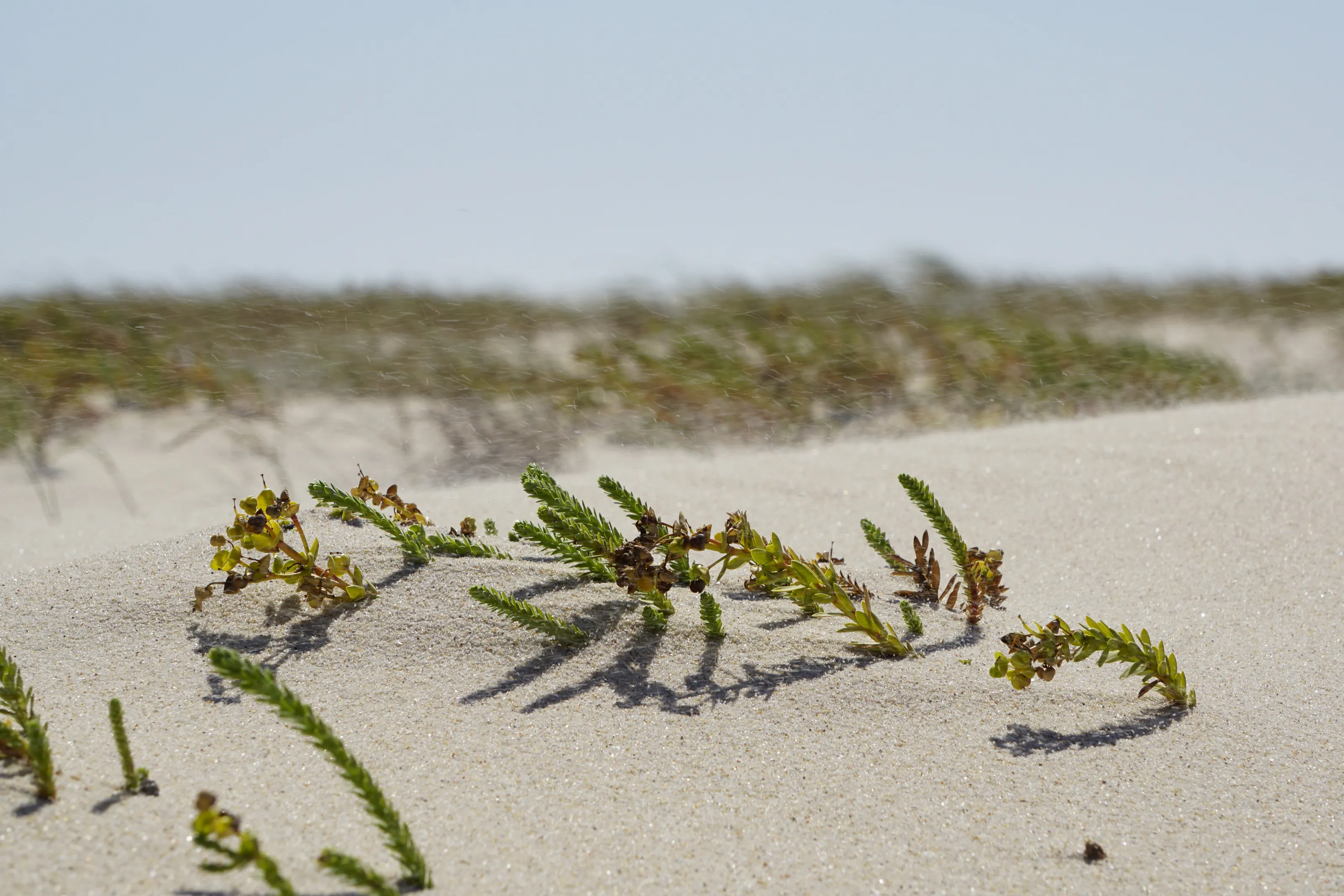 Sandy wind