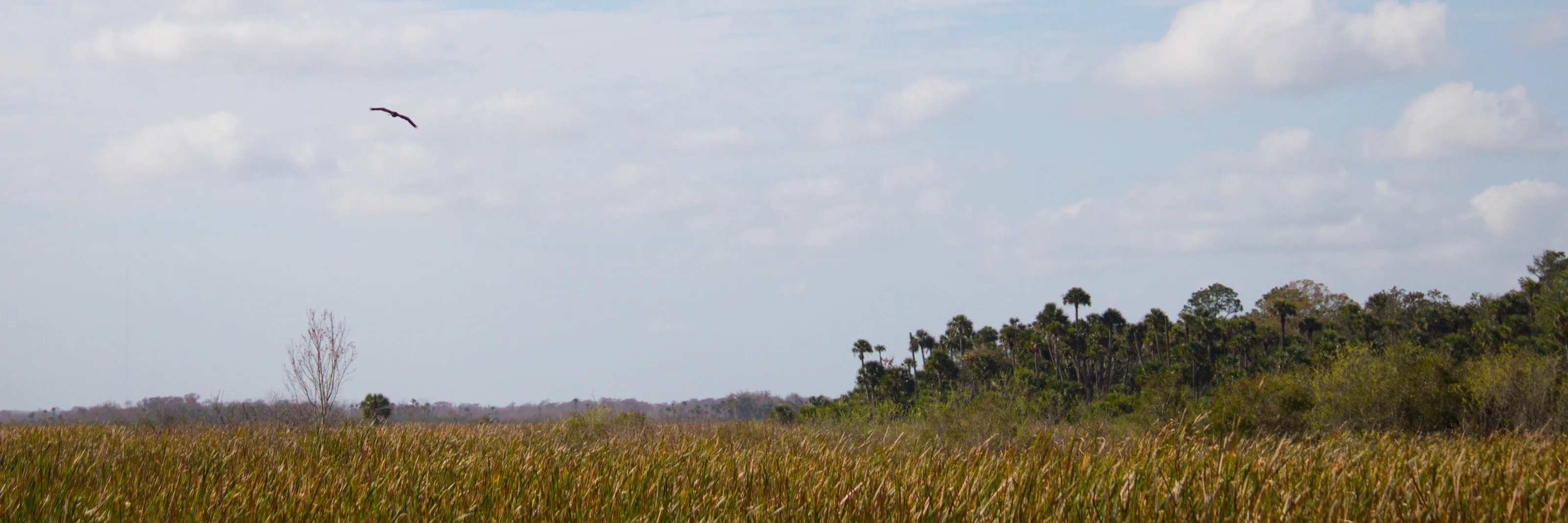 Bird in flight over the wetlands