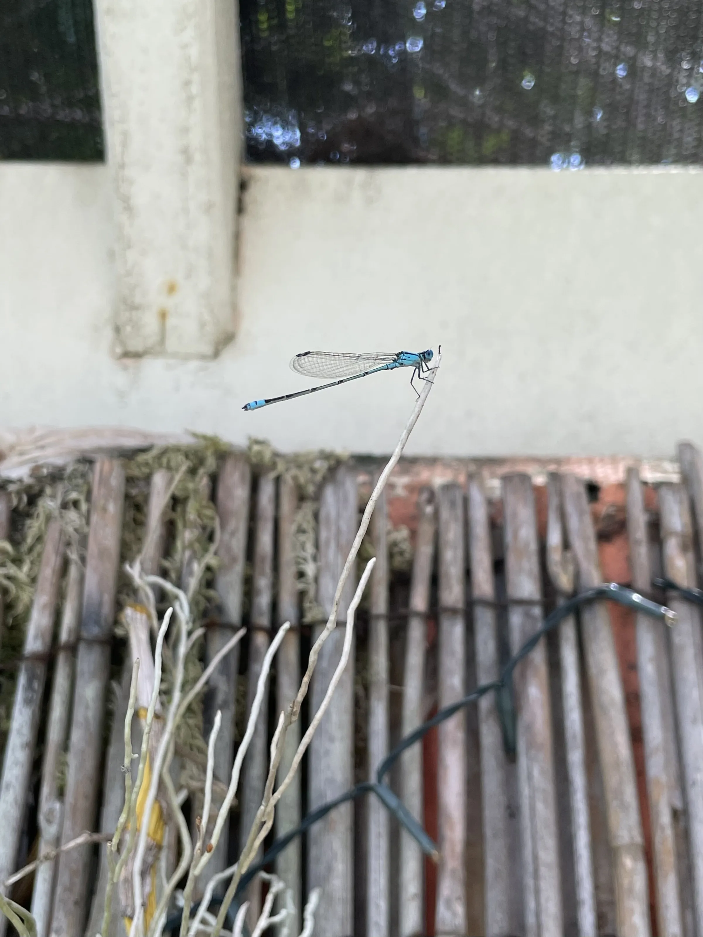 Blue Dragonfly