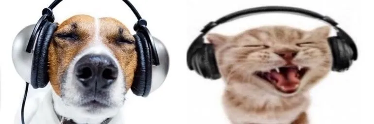 Banner image
