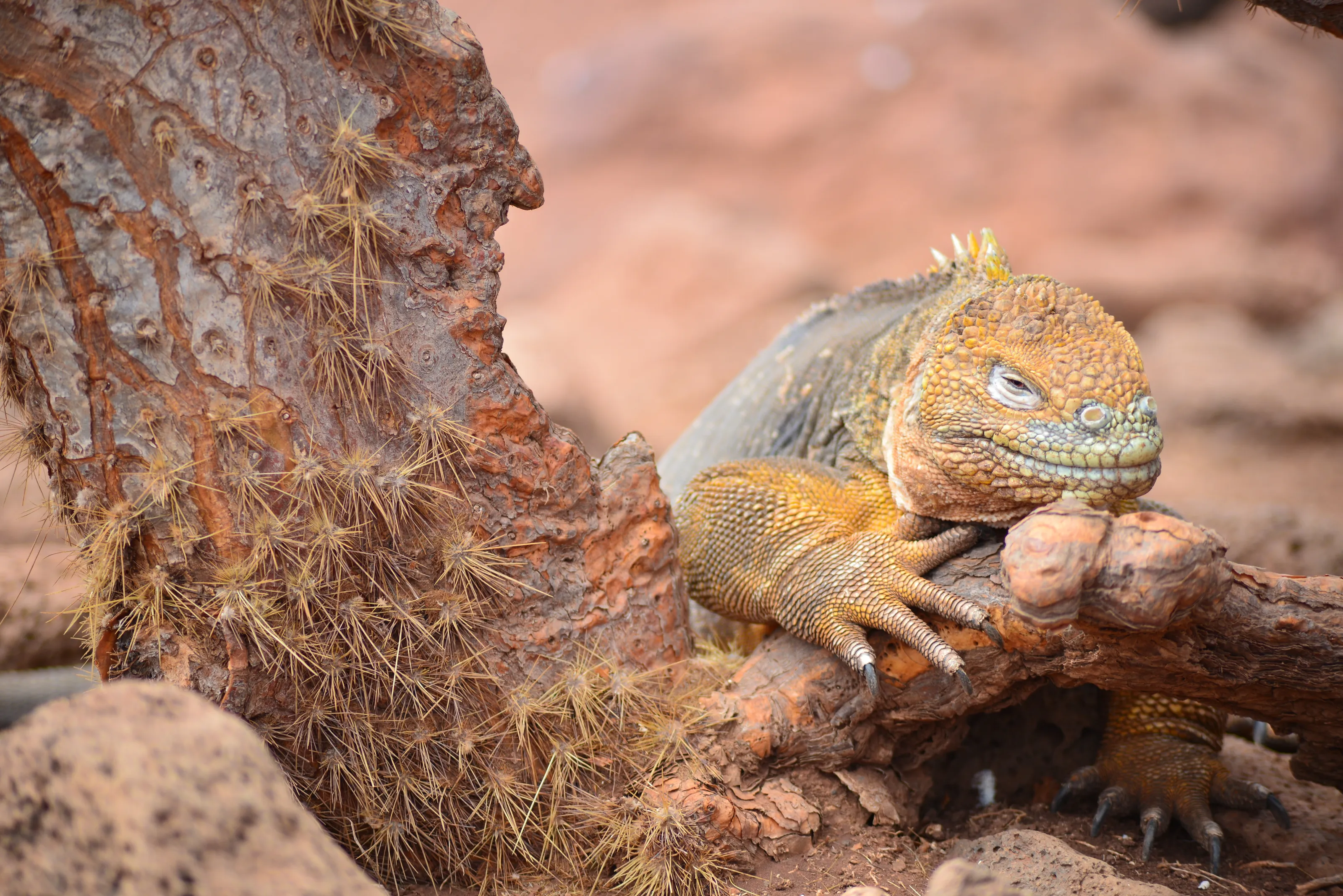 Waiting under the cactus tree