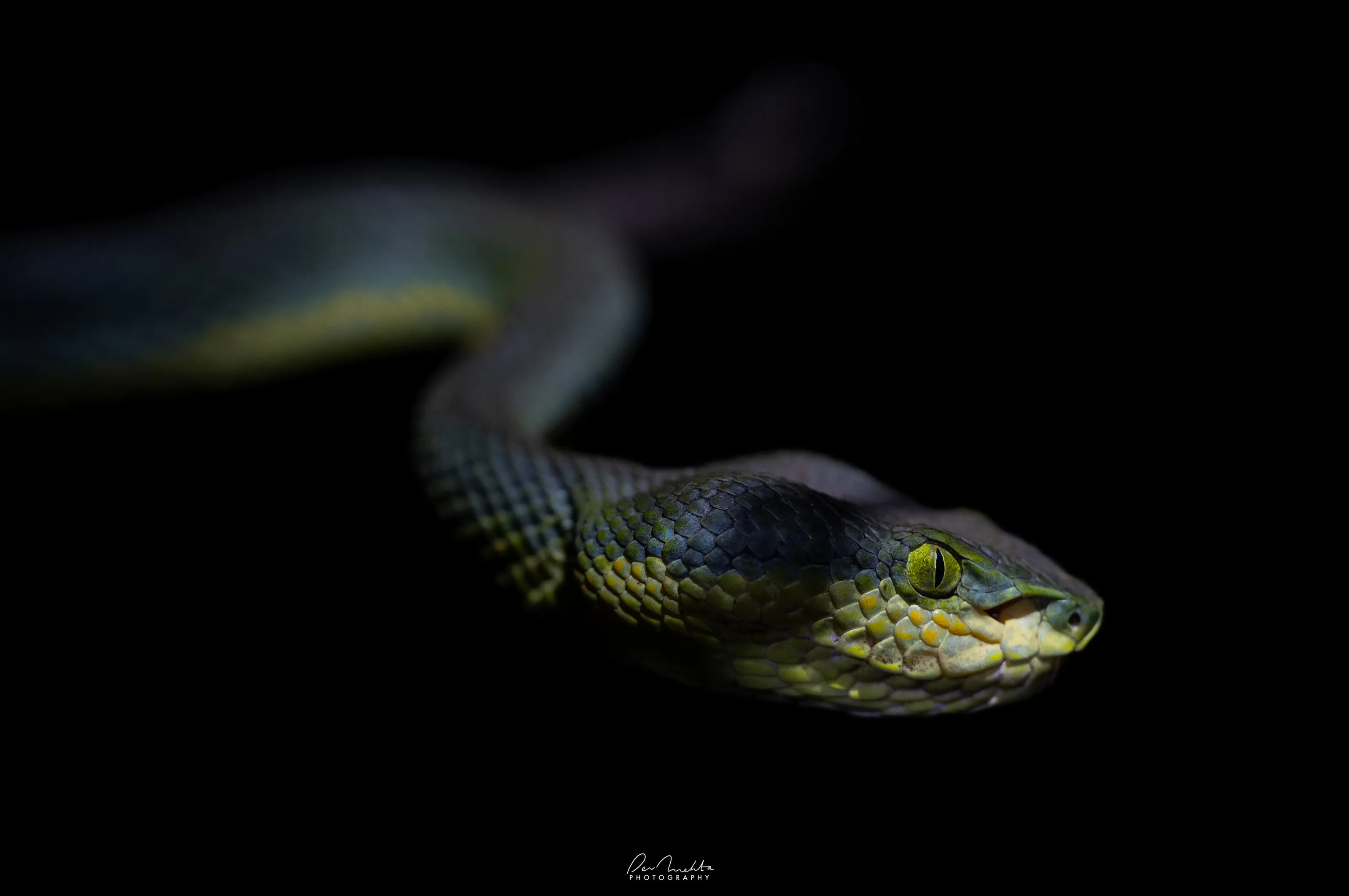 Concealed within the shadows