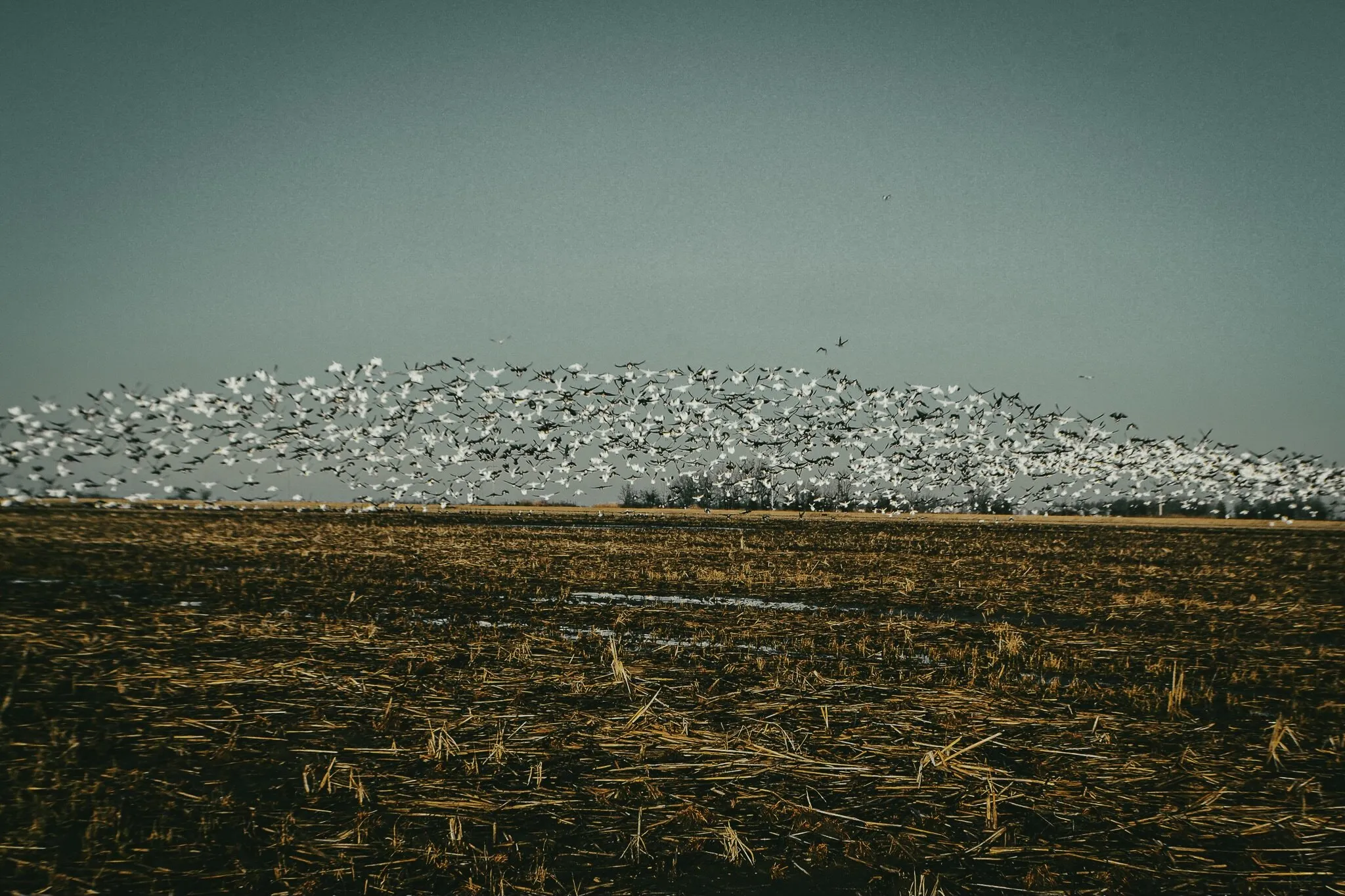The Bird Line Up