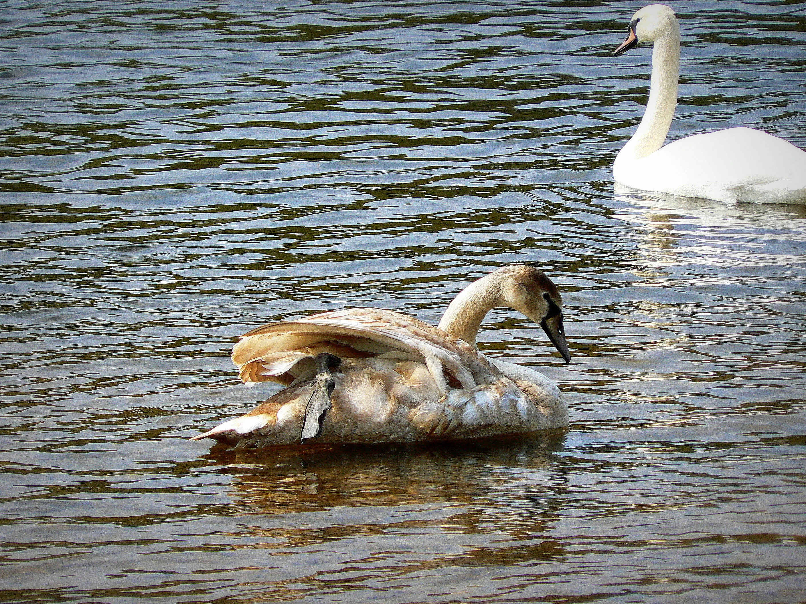 swan