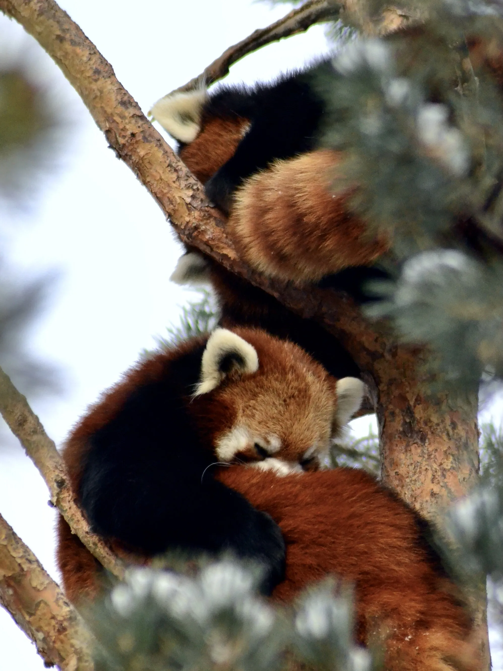Midwinter's Nap