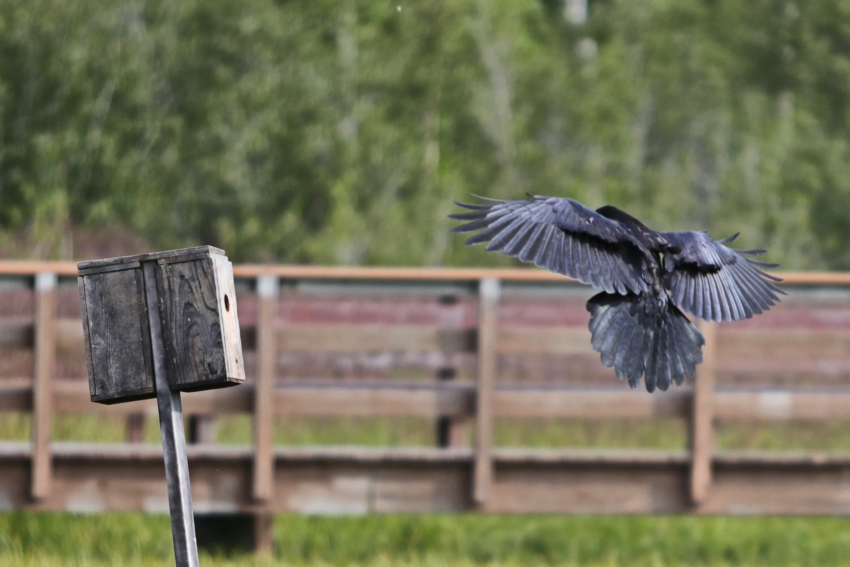 Coming in for a Landing