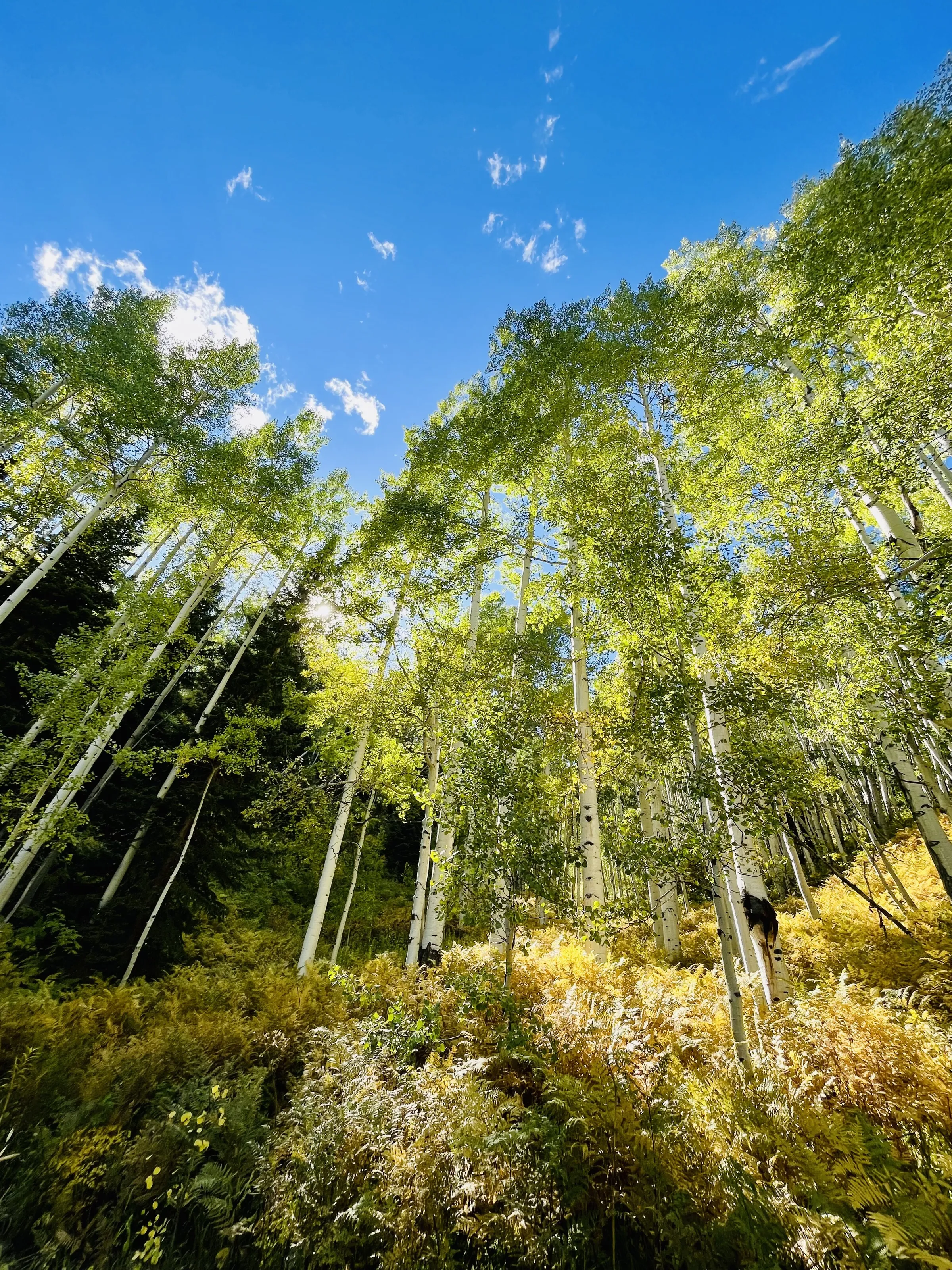Western Slope Aspens