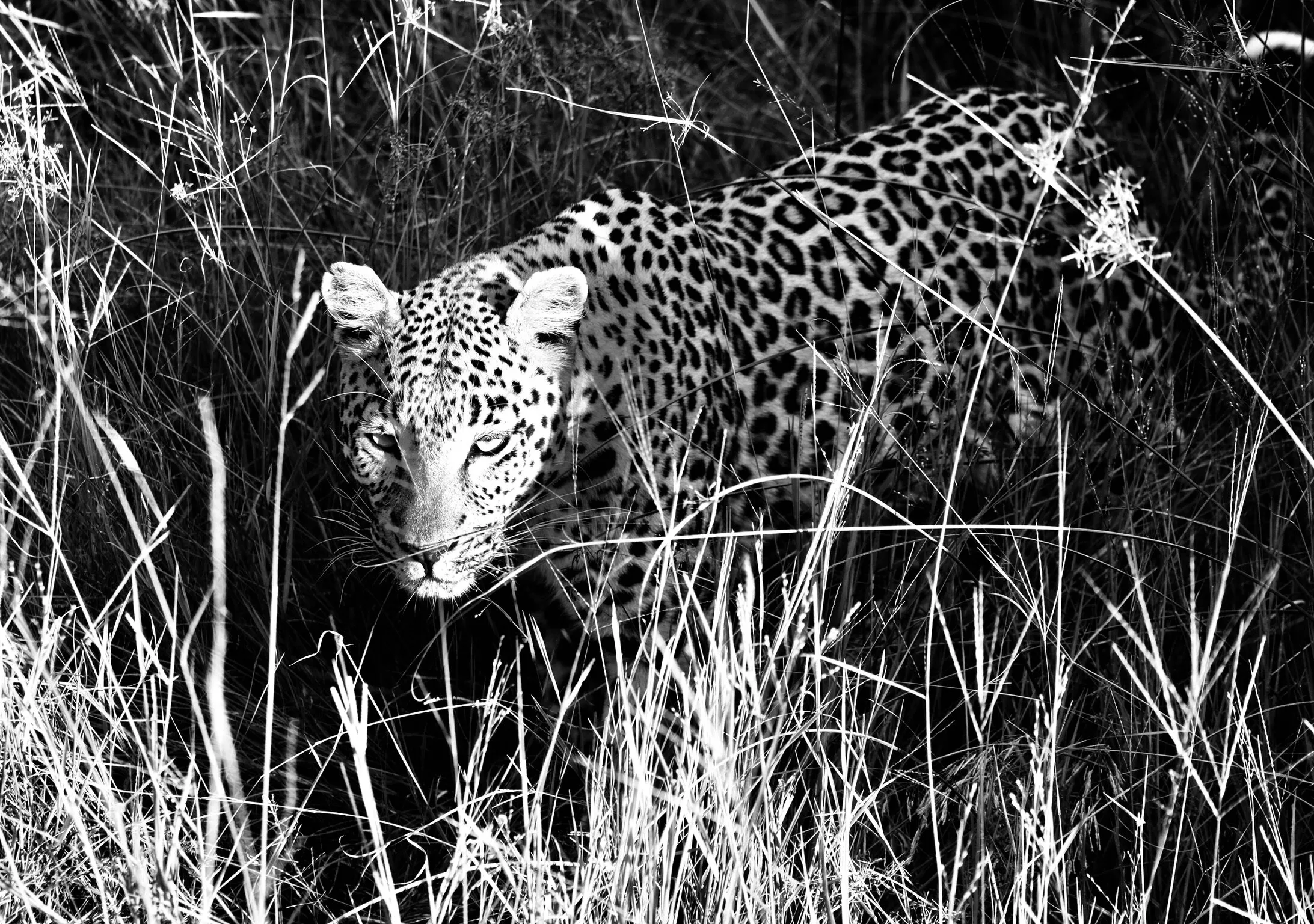 Leoopard on the prowl