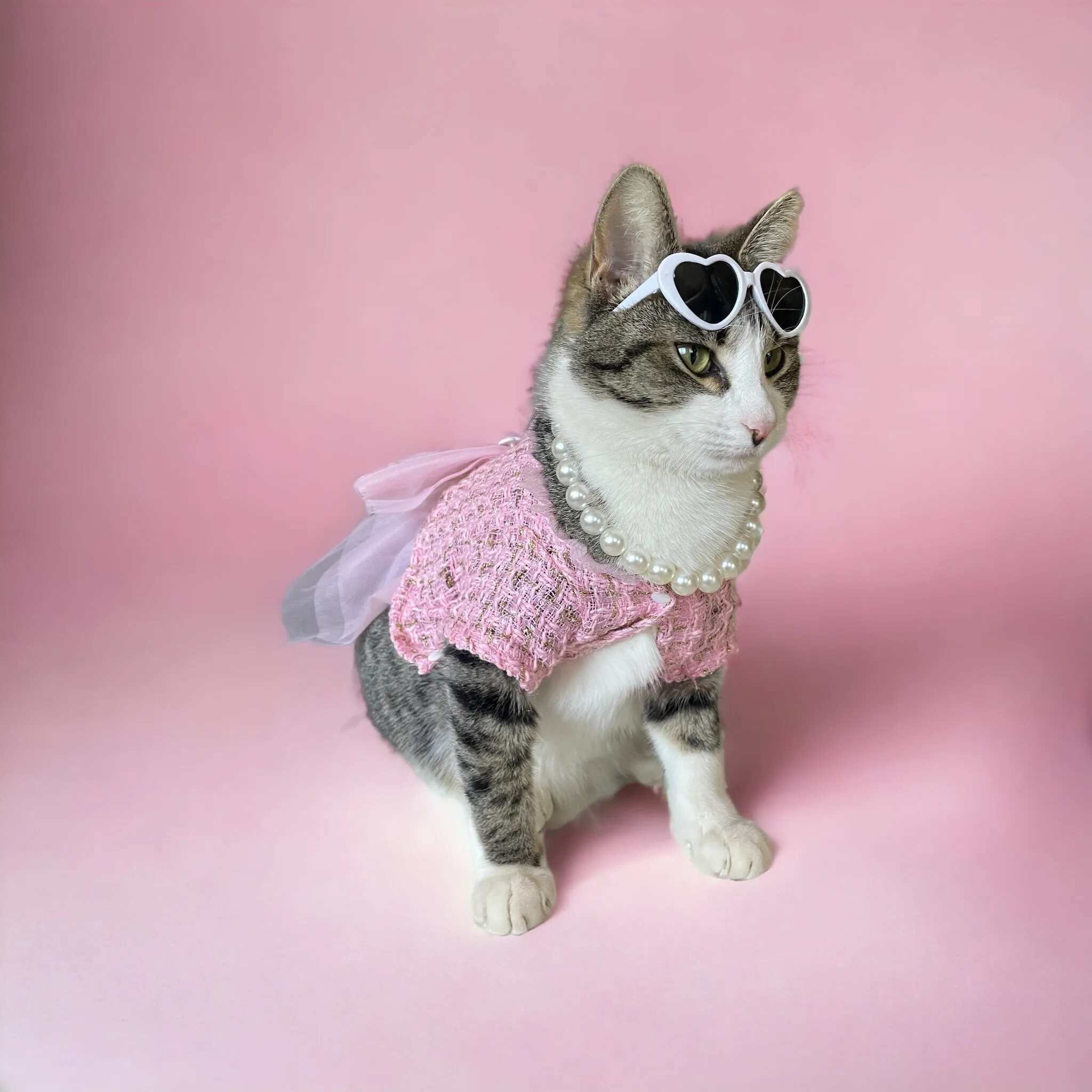 Catwalk Kitty