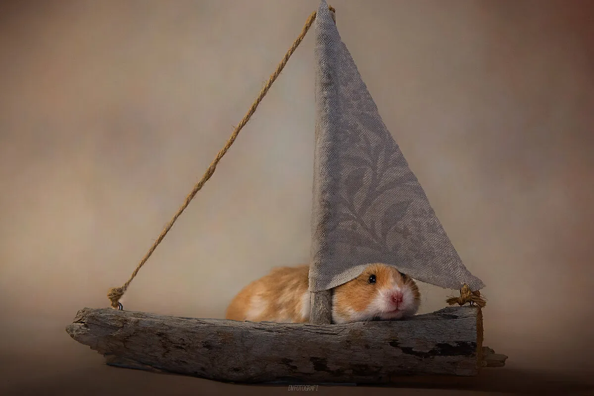 Hamster