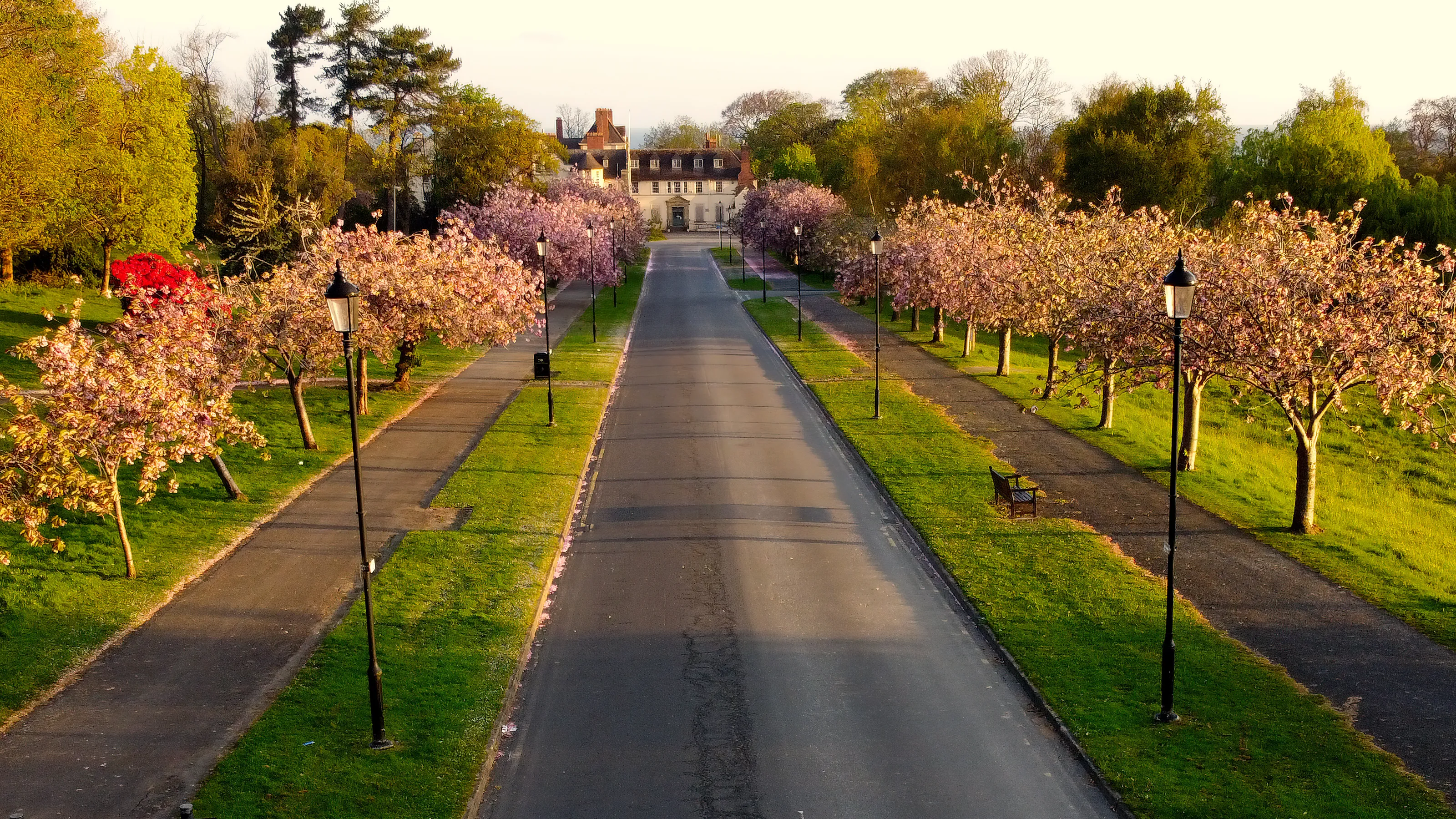 Cherry Blossom Drive