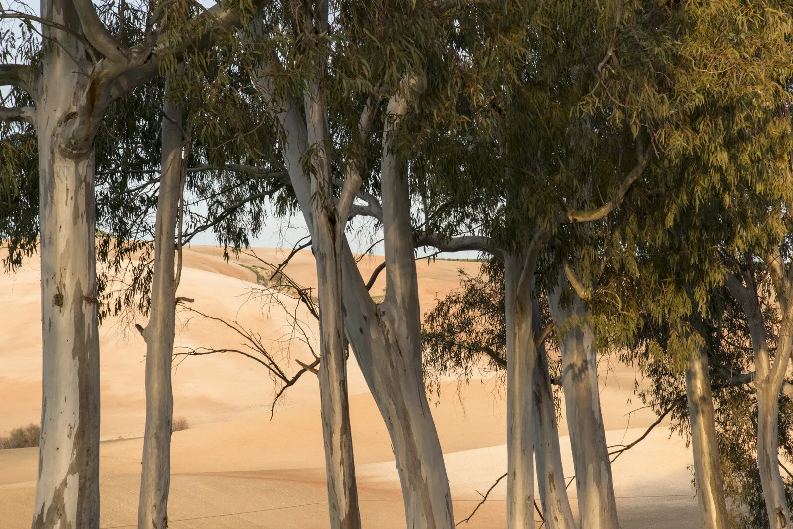 Sunset Eucalypts