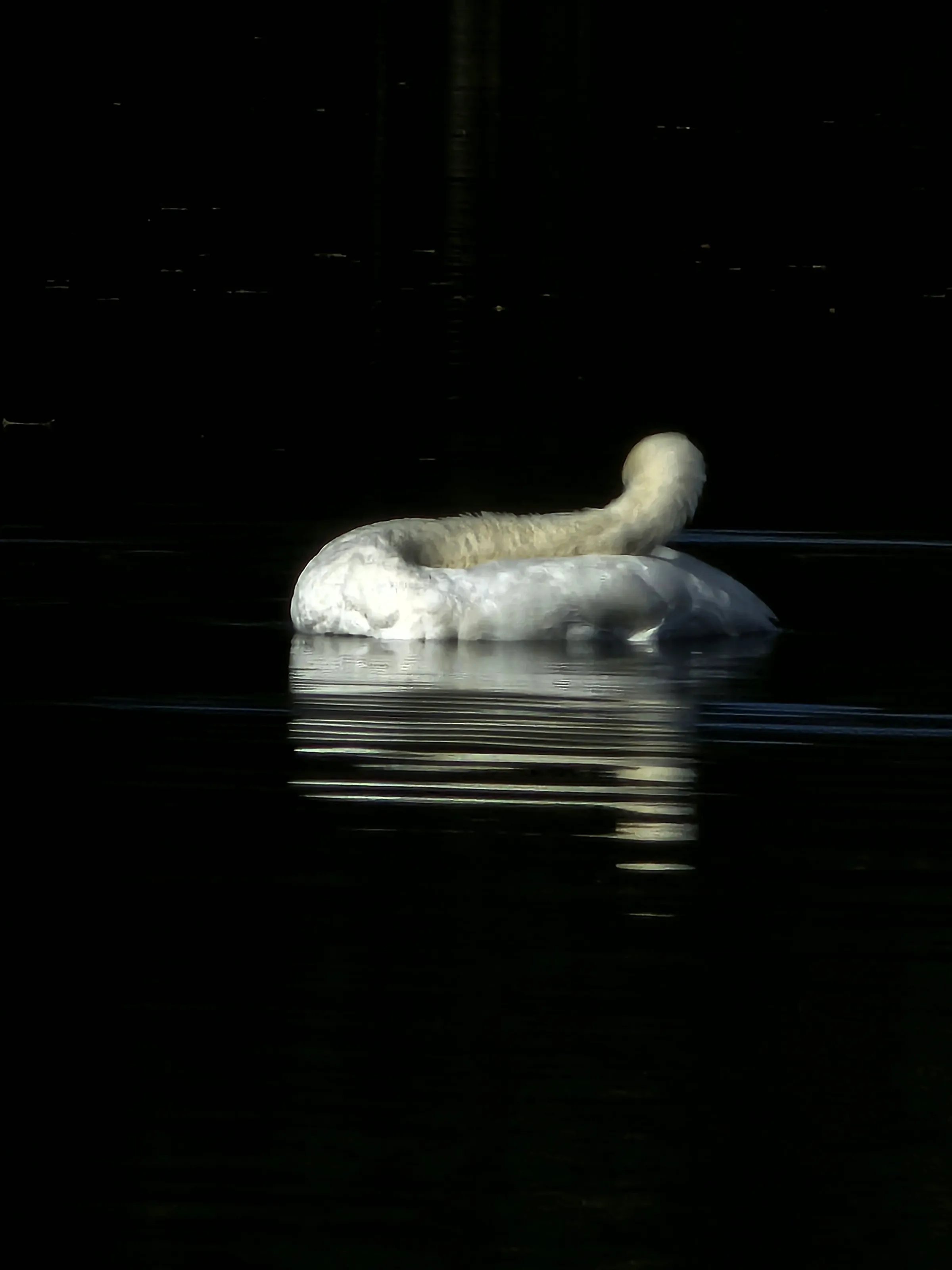 The Sleeping Swan