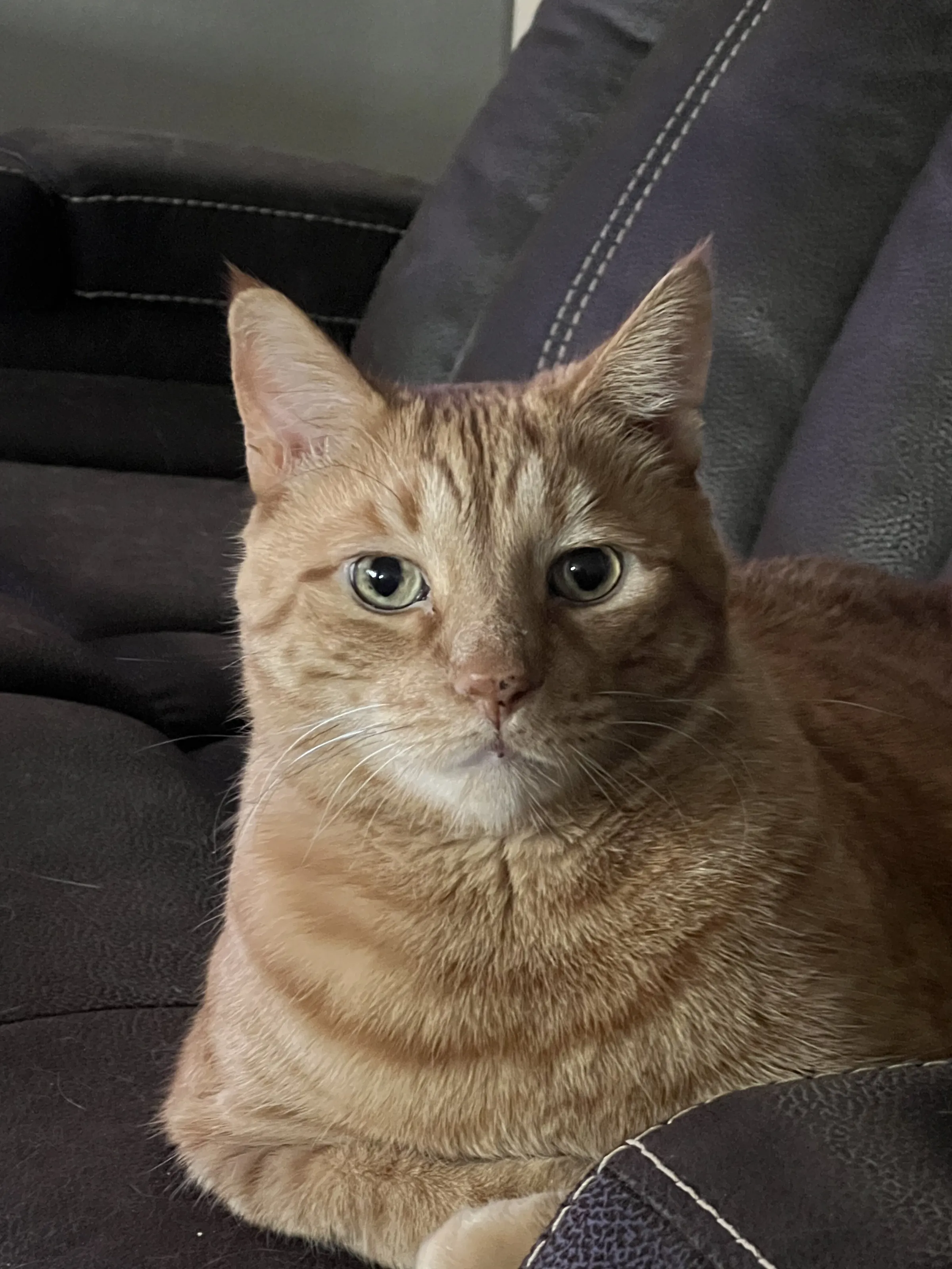 Pet