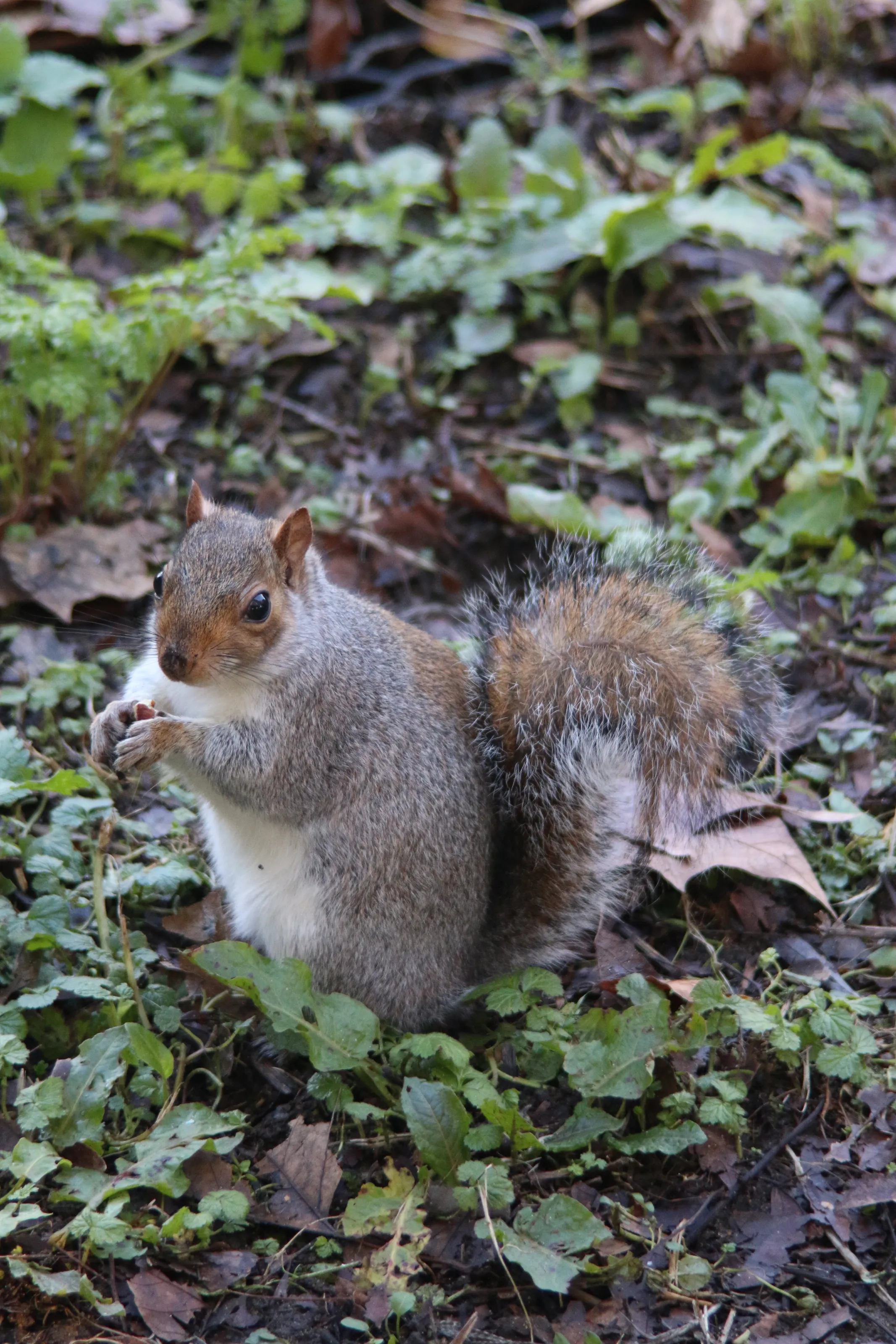 Nature in st James' park