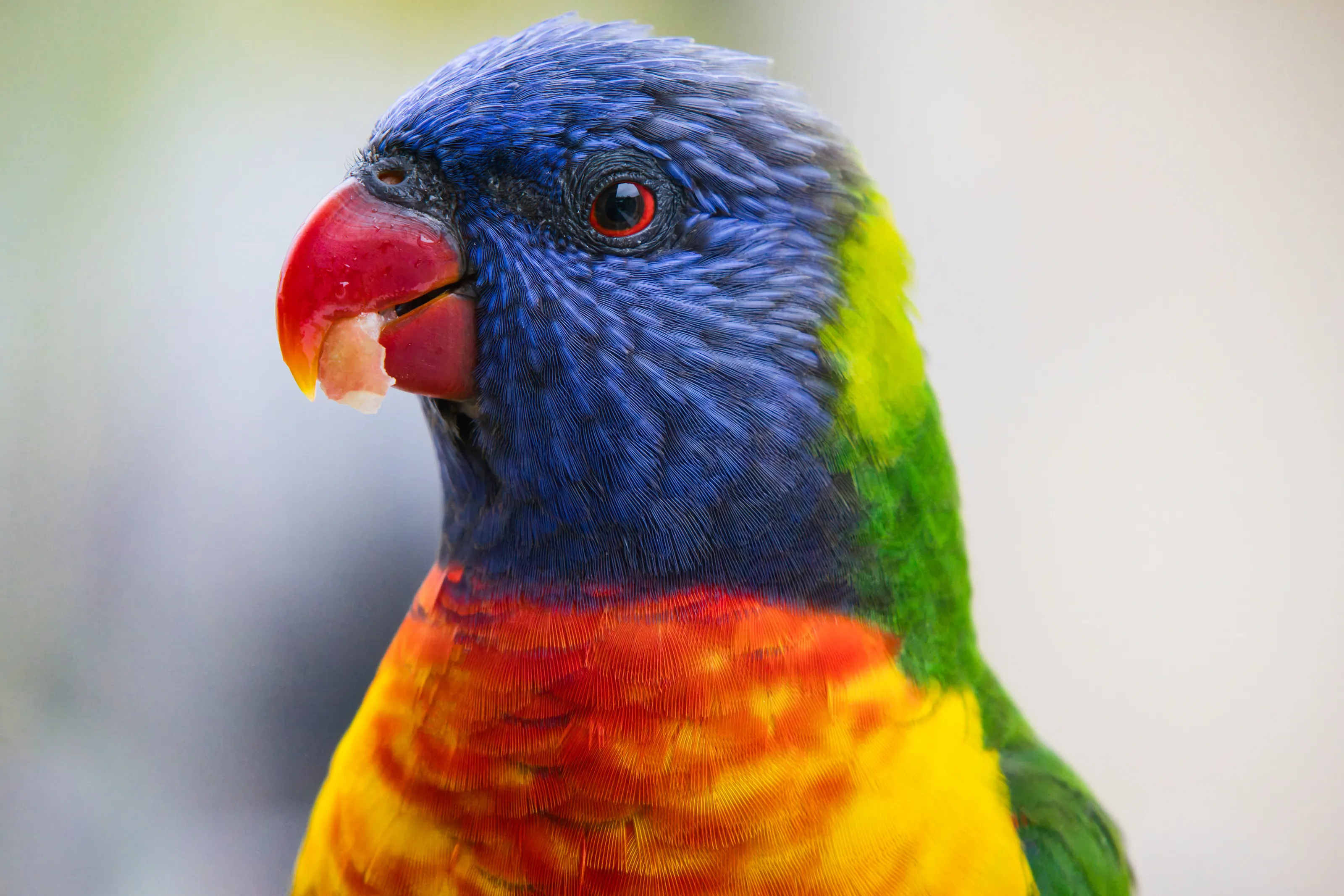 Rainbow Lorikeet