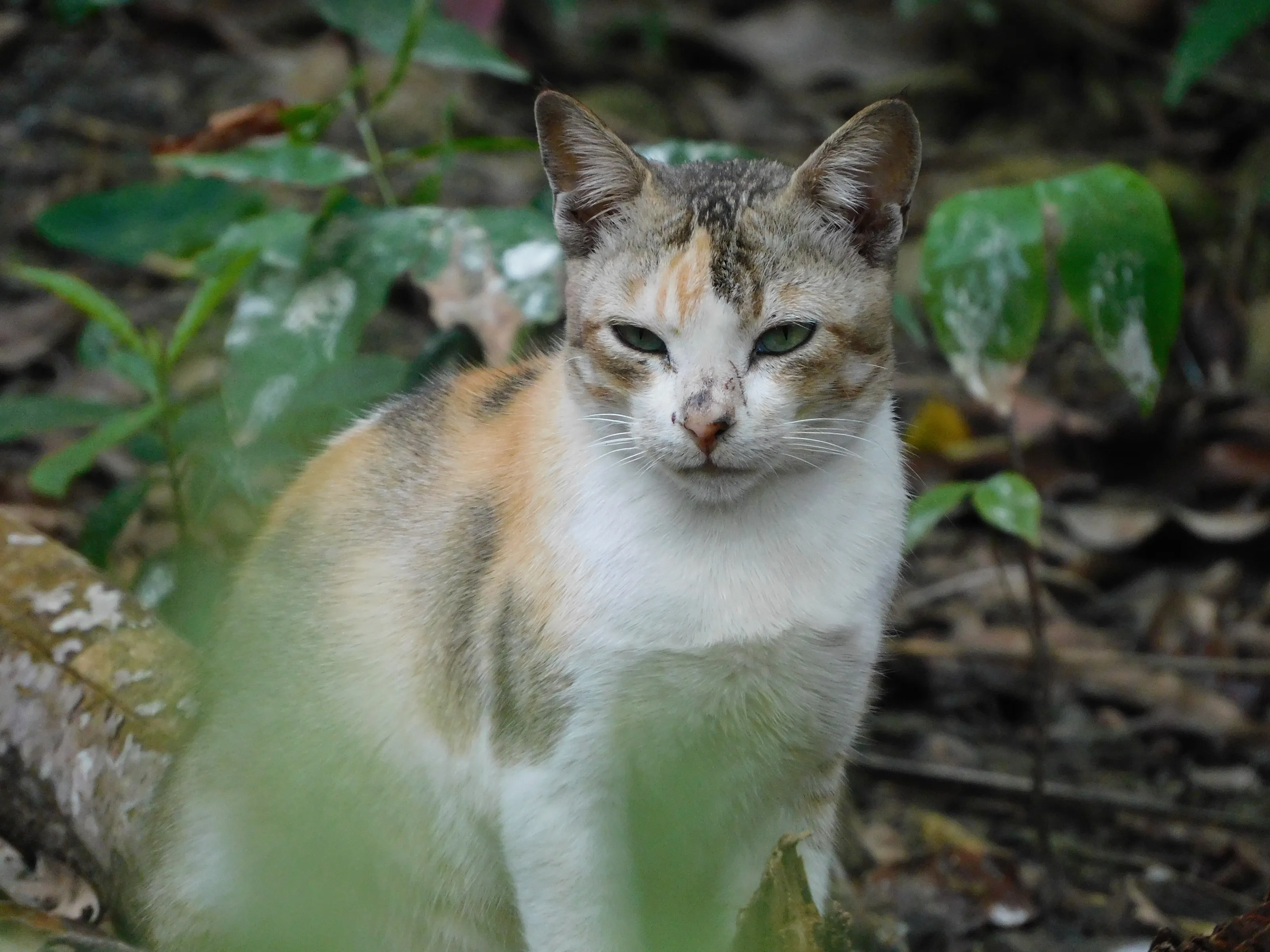 Cat🐈