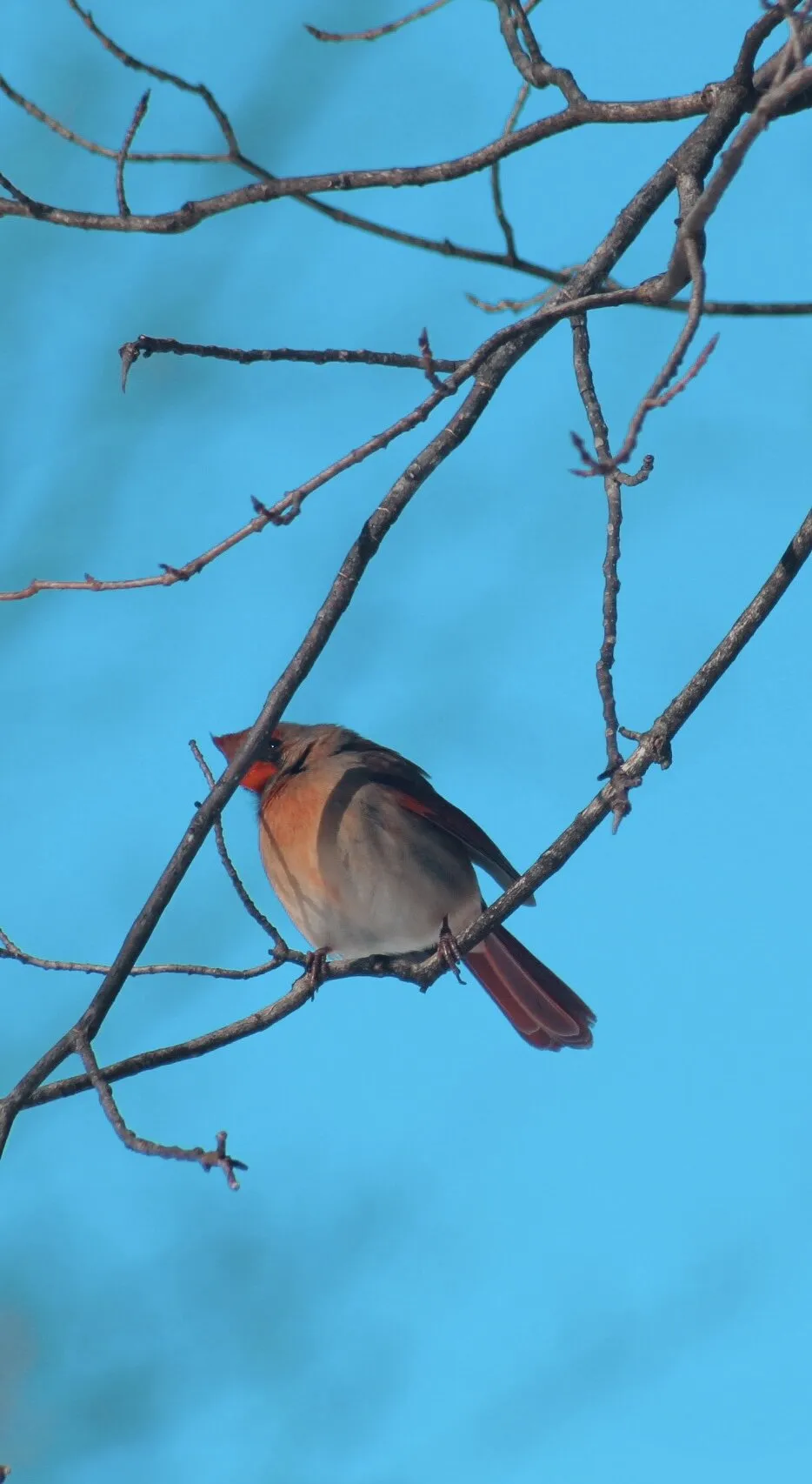 Northern Cardinal
