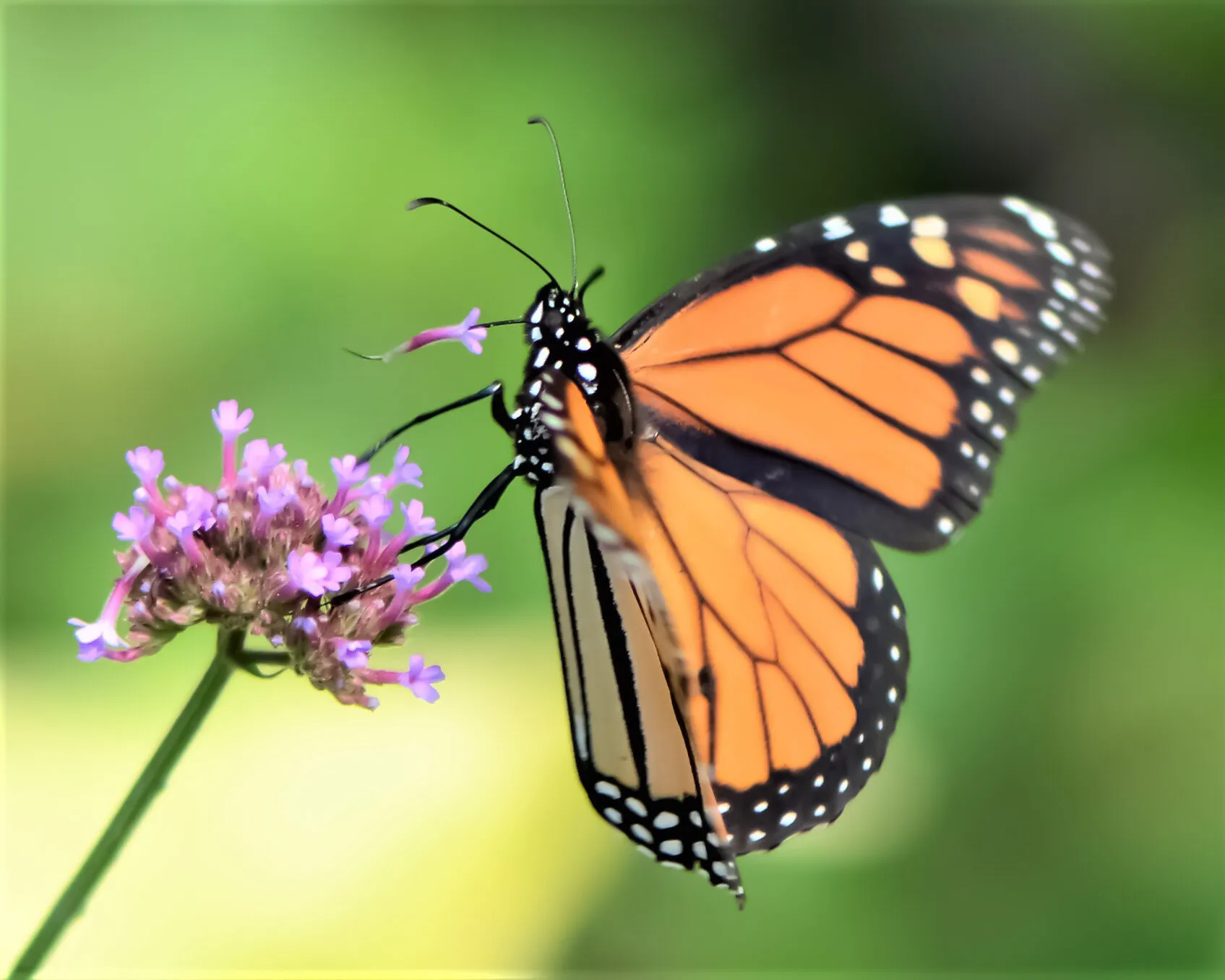 Monarch with Jupiter's Beard on Tongue