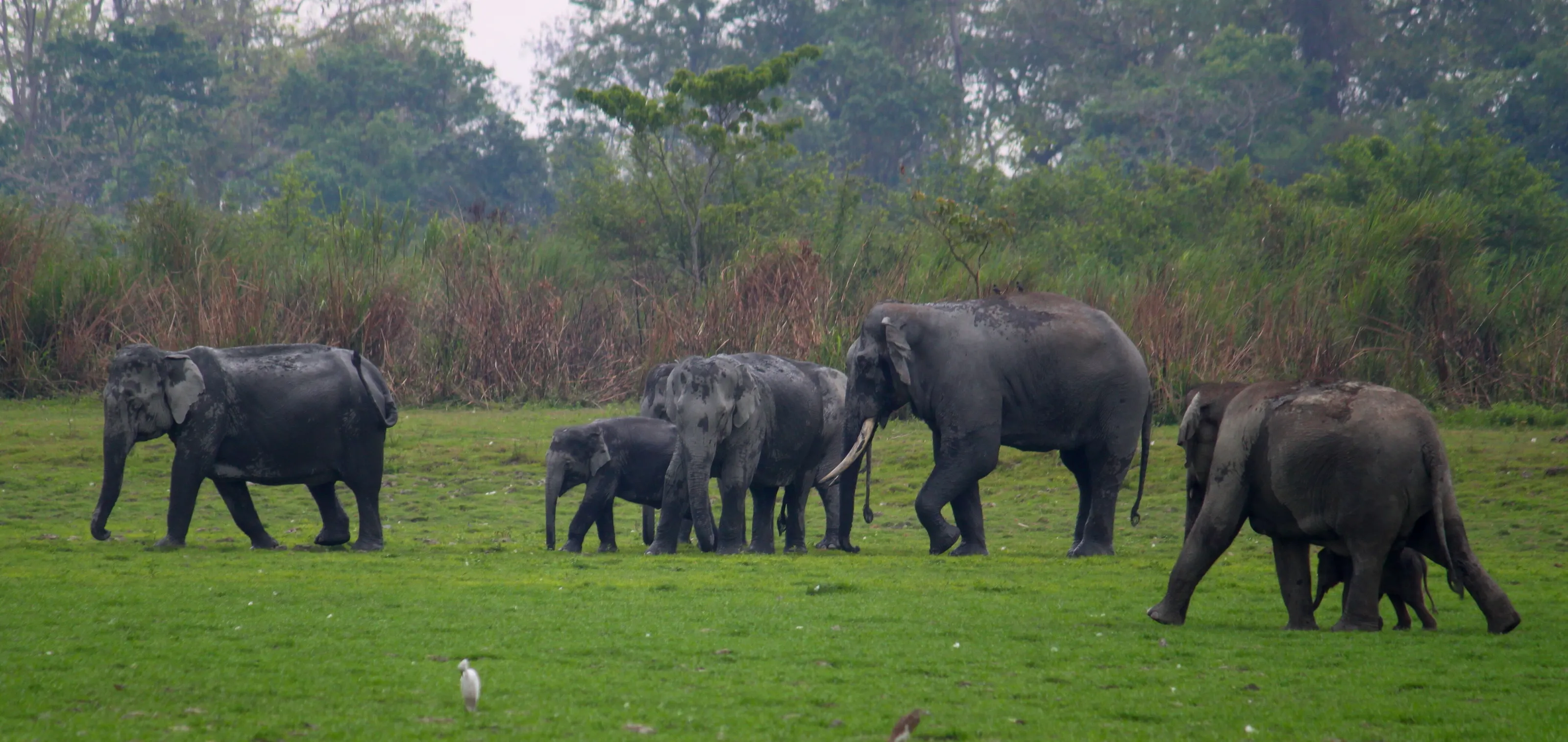 Huge Family...