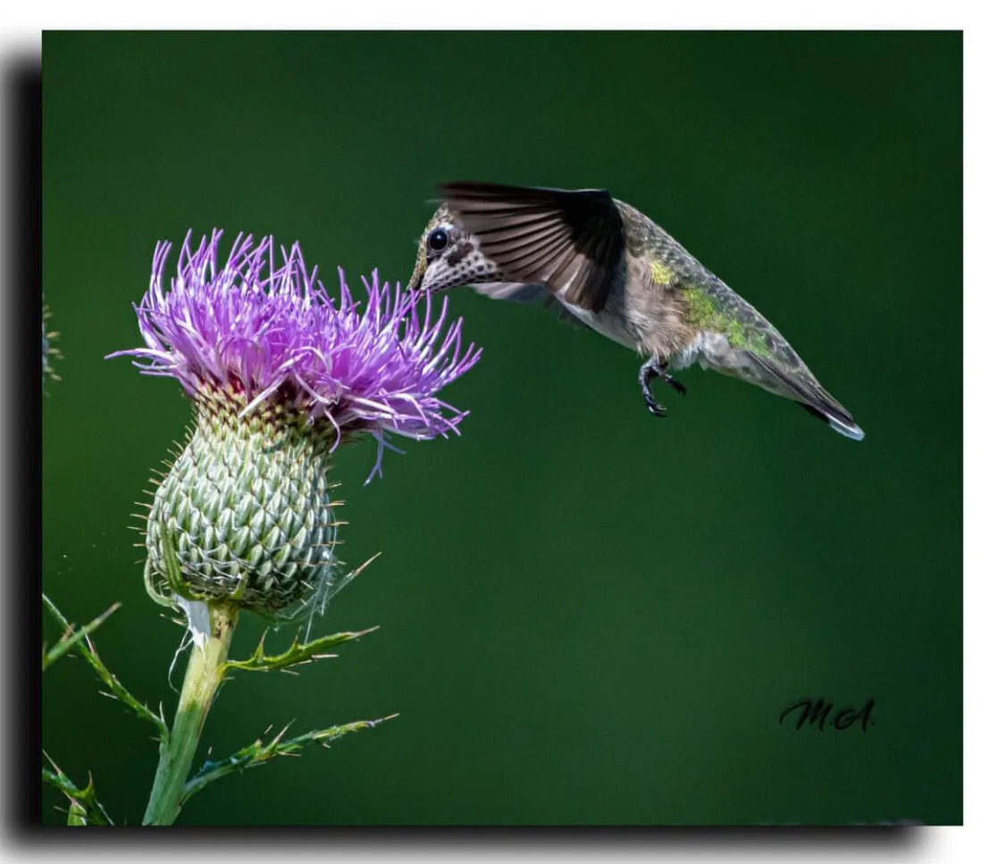 Happy Hummer