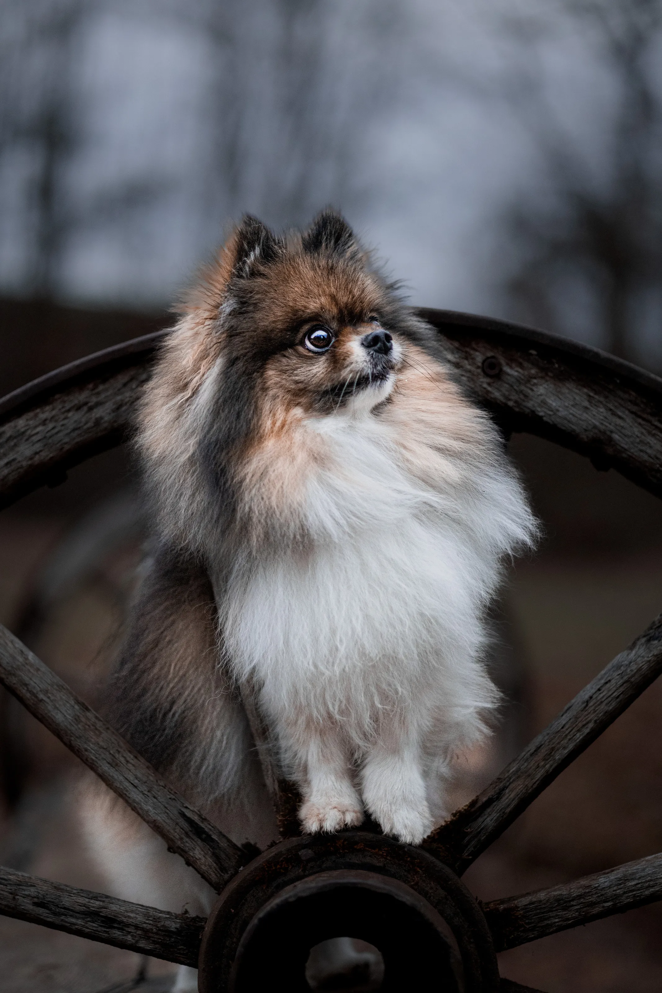 The Faithful Companion and the Abandoned Wheel