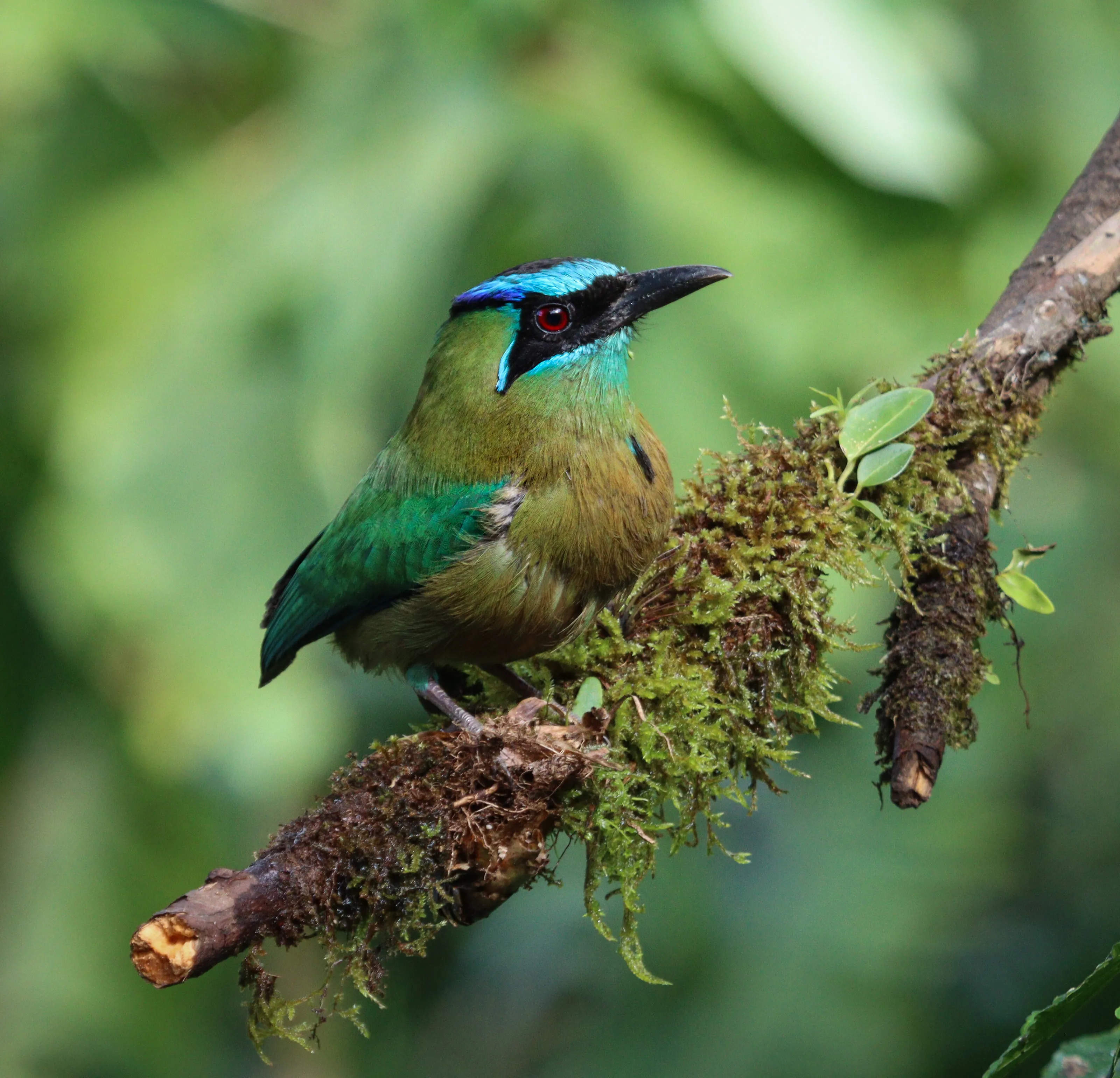 Motmot bird