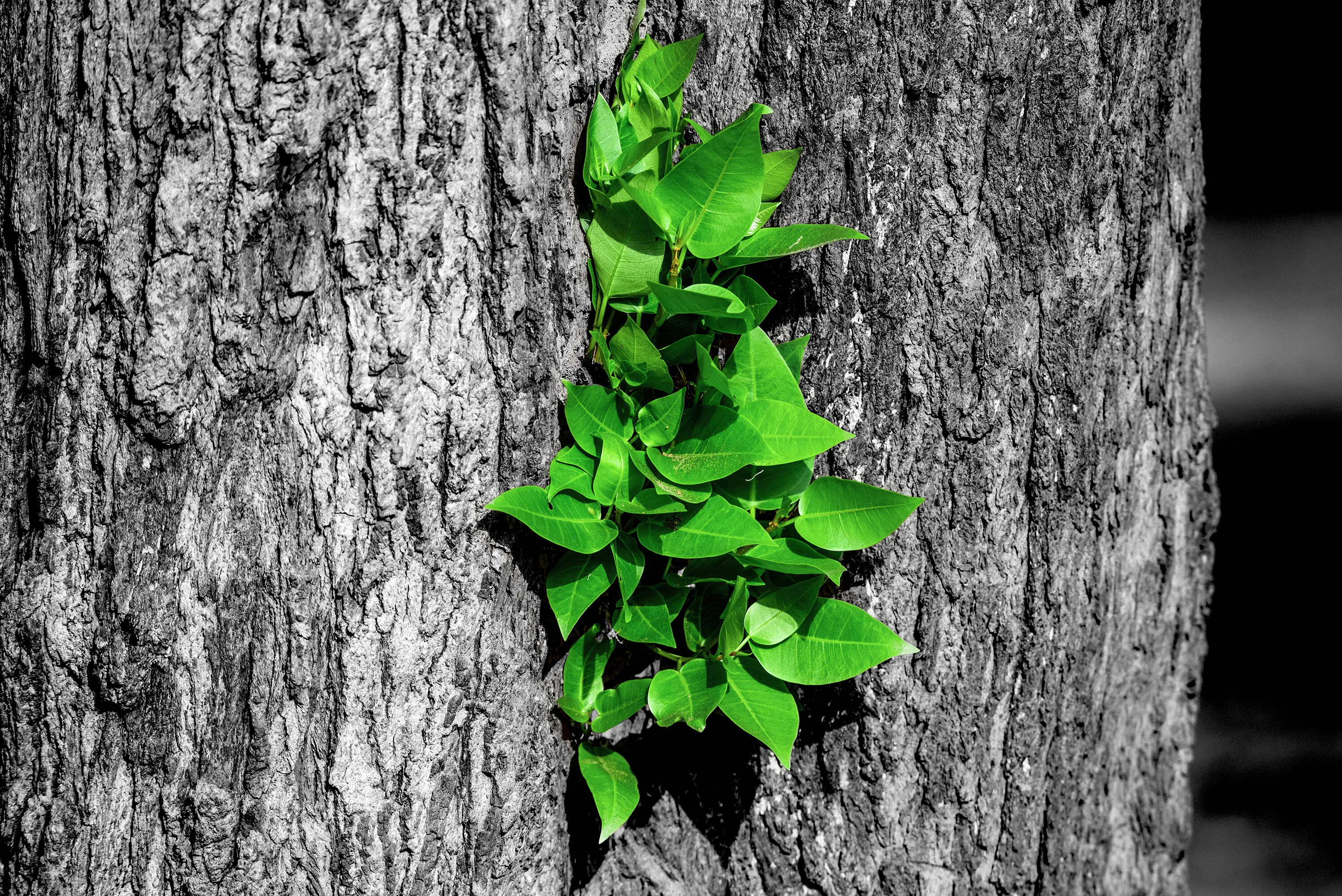 Green Bouquet