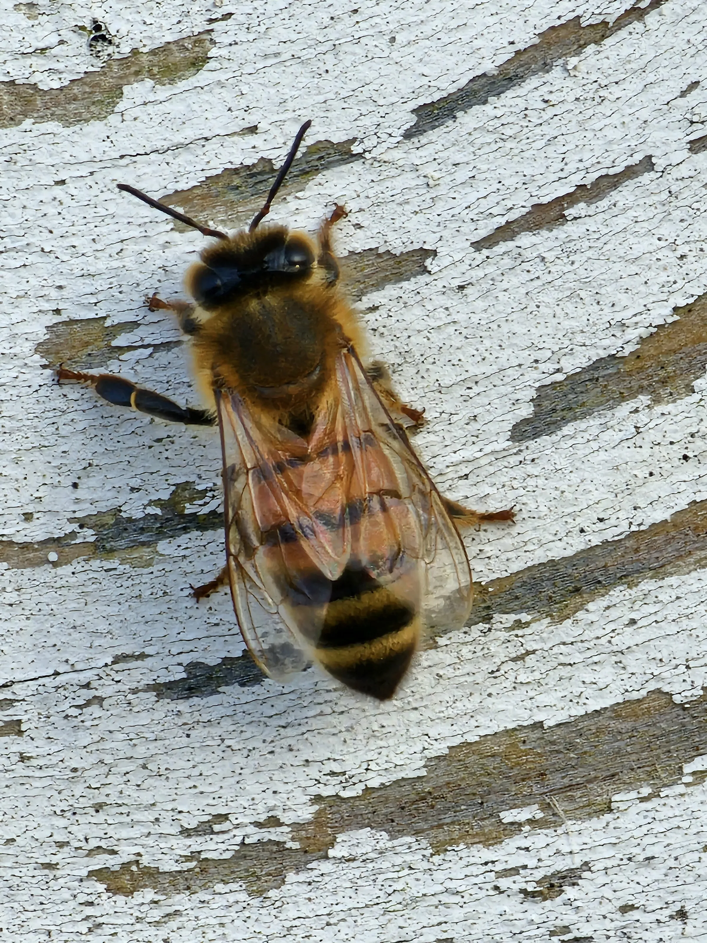 Busy bee