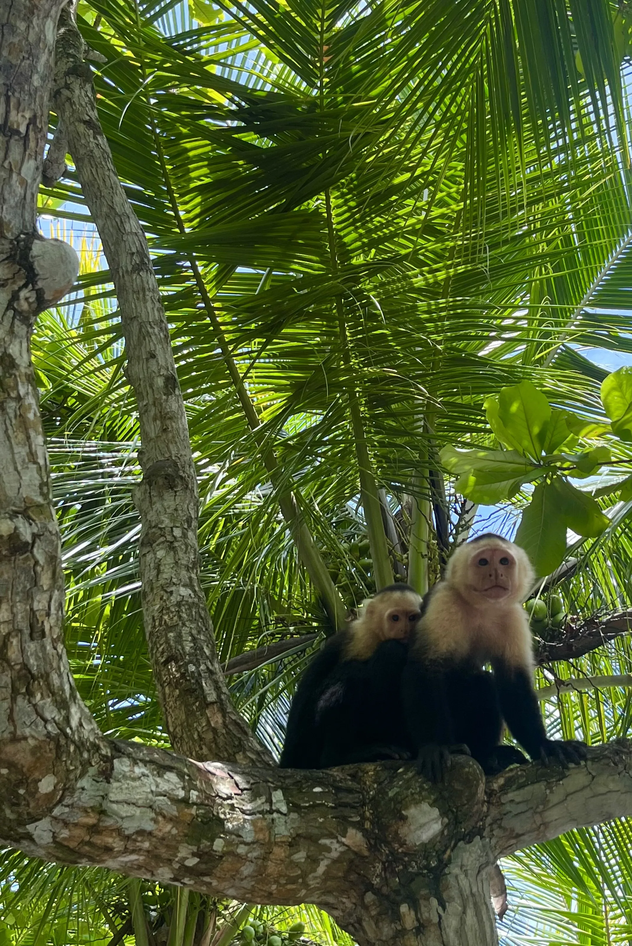 Kissing in a tree
