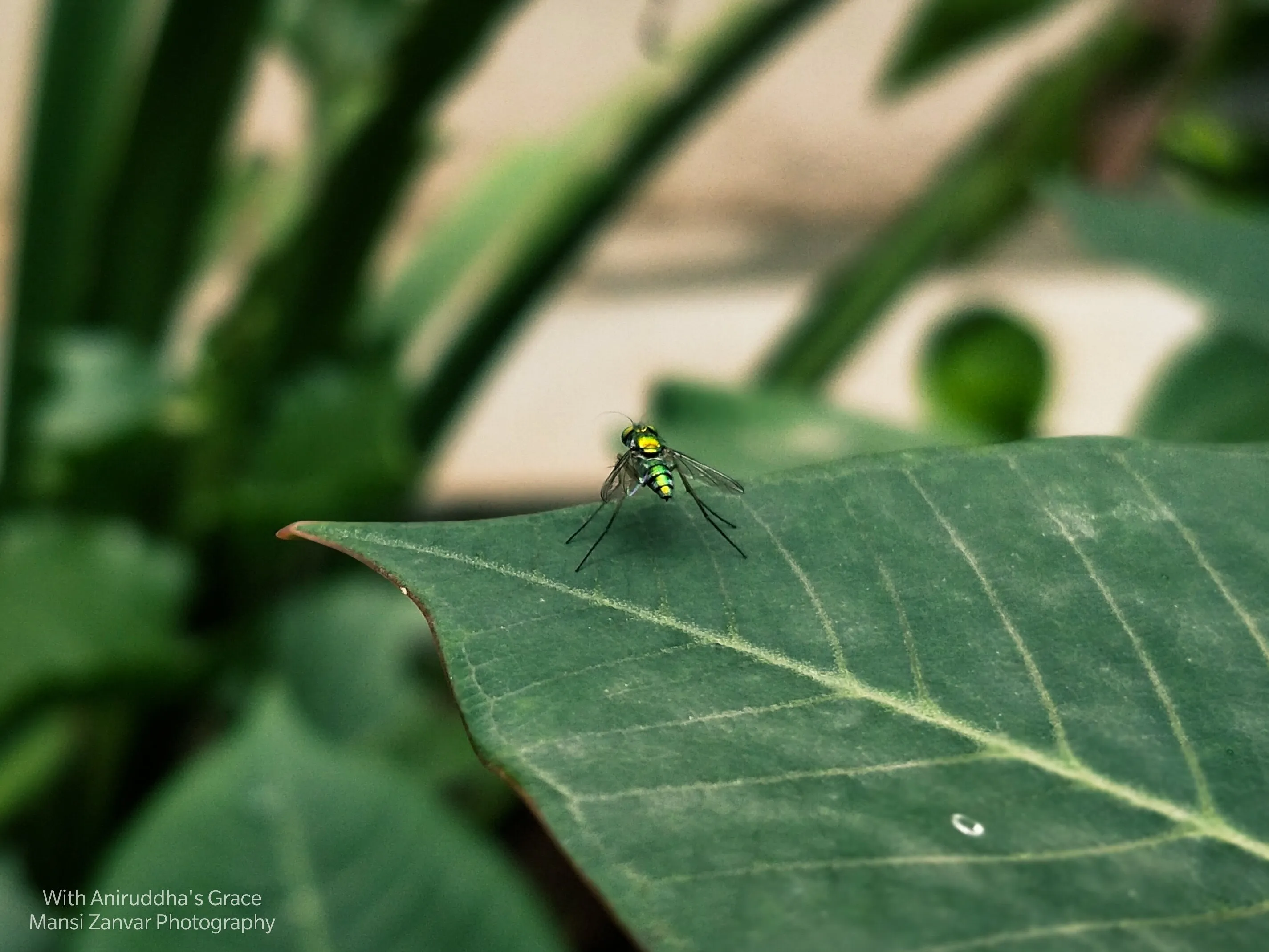 Fly