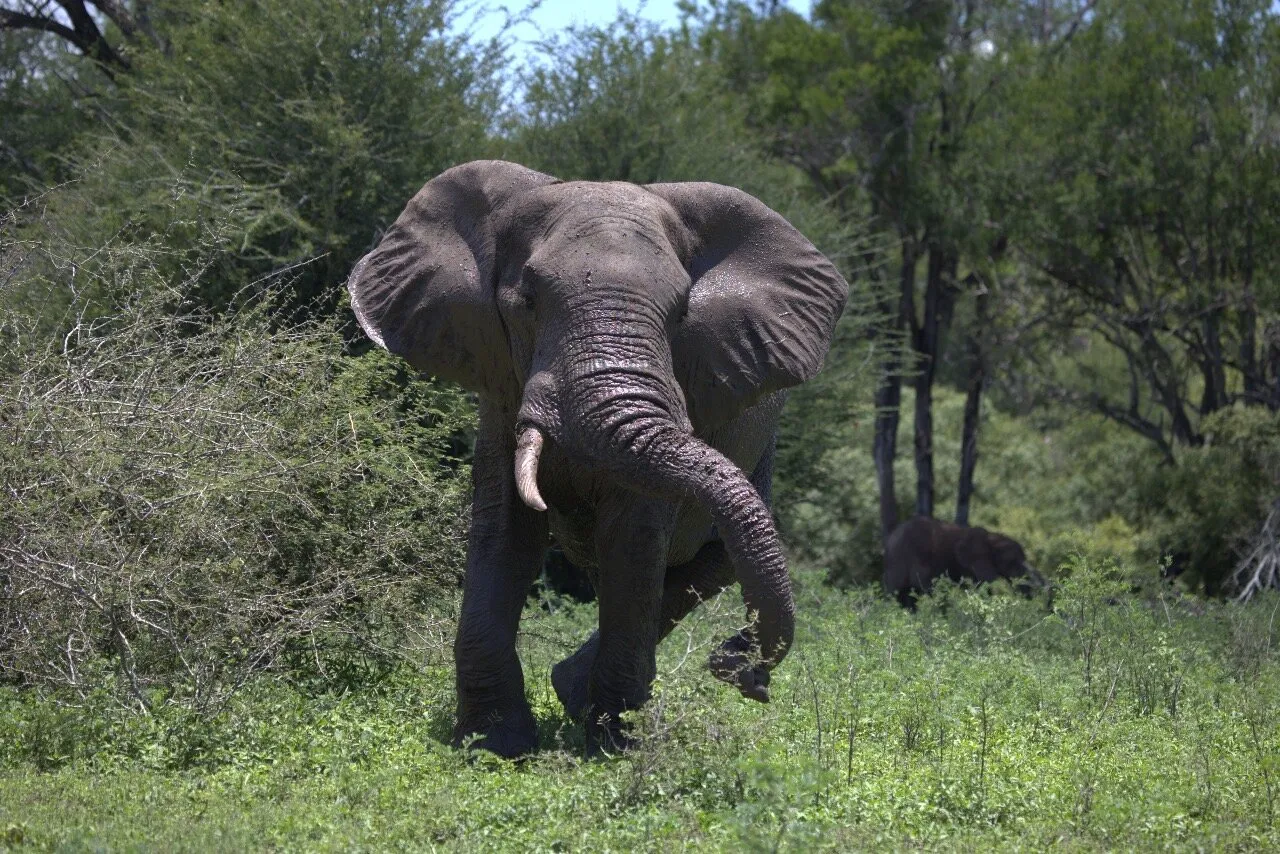 Angry elephant