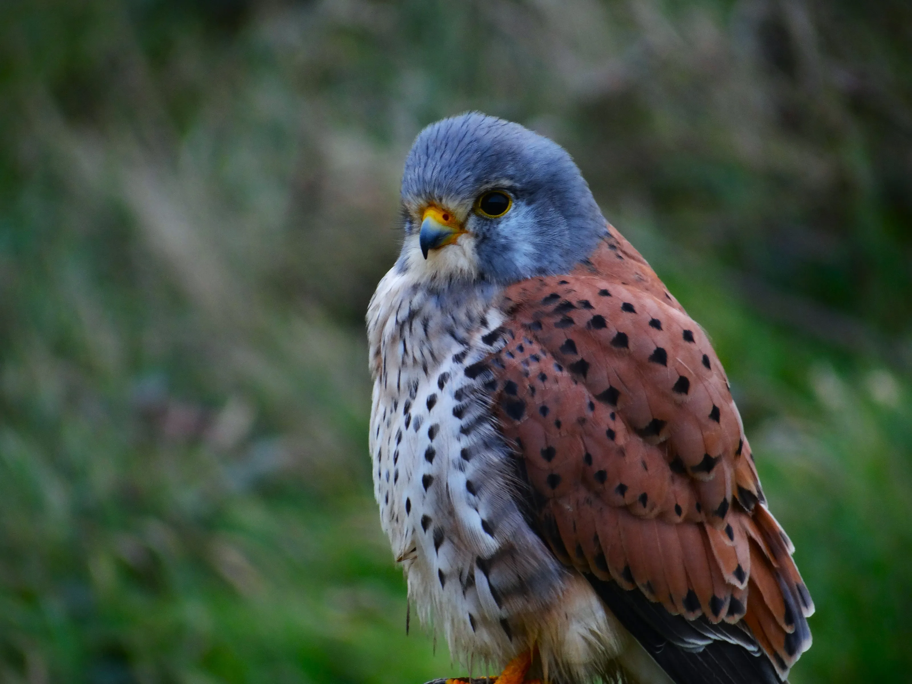 Kestrel