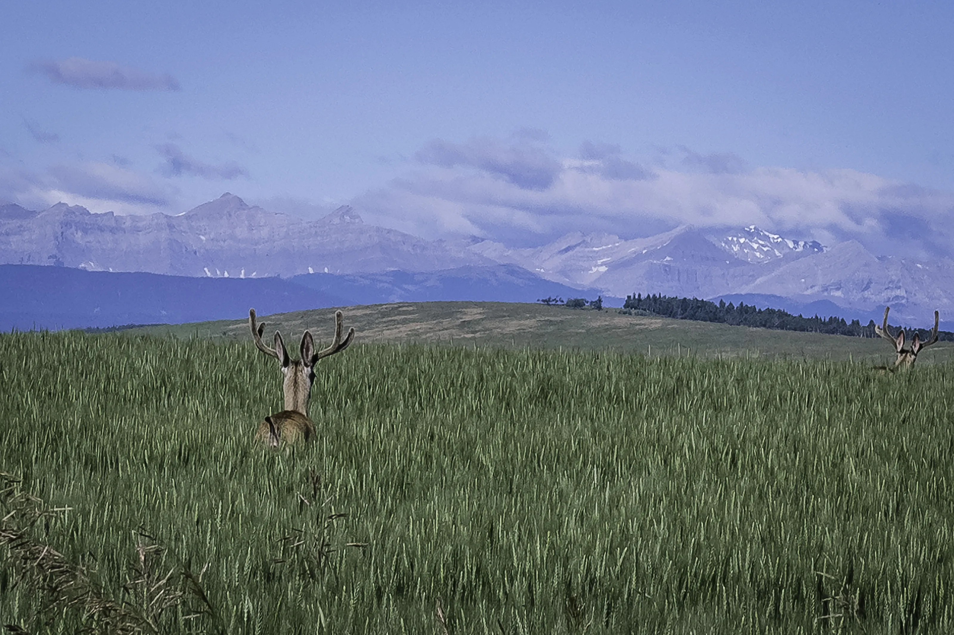 Banner image