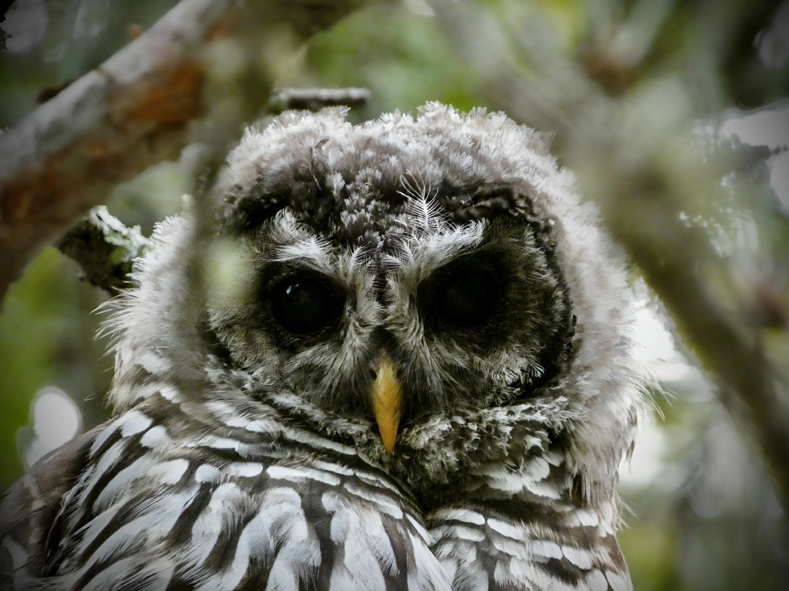 Curious Owlet