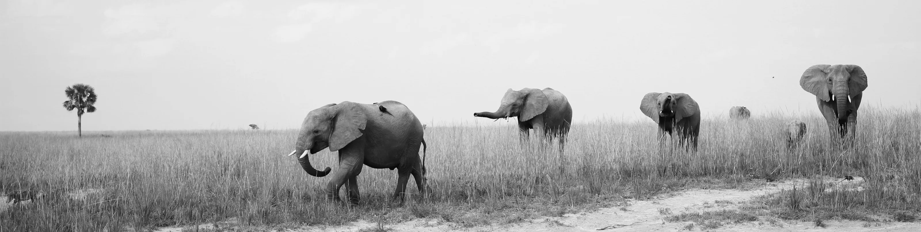 Elephant Herd
