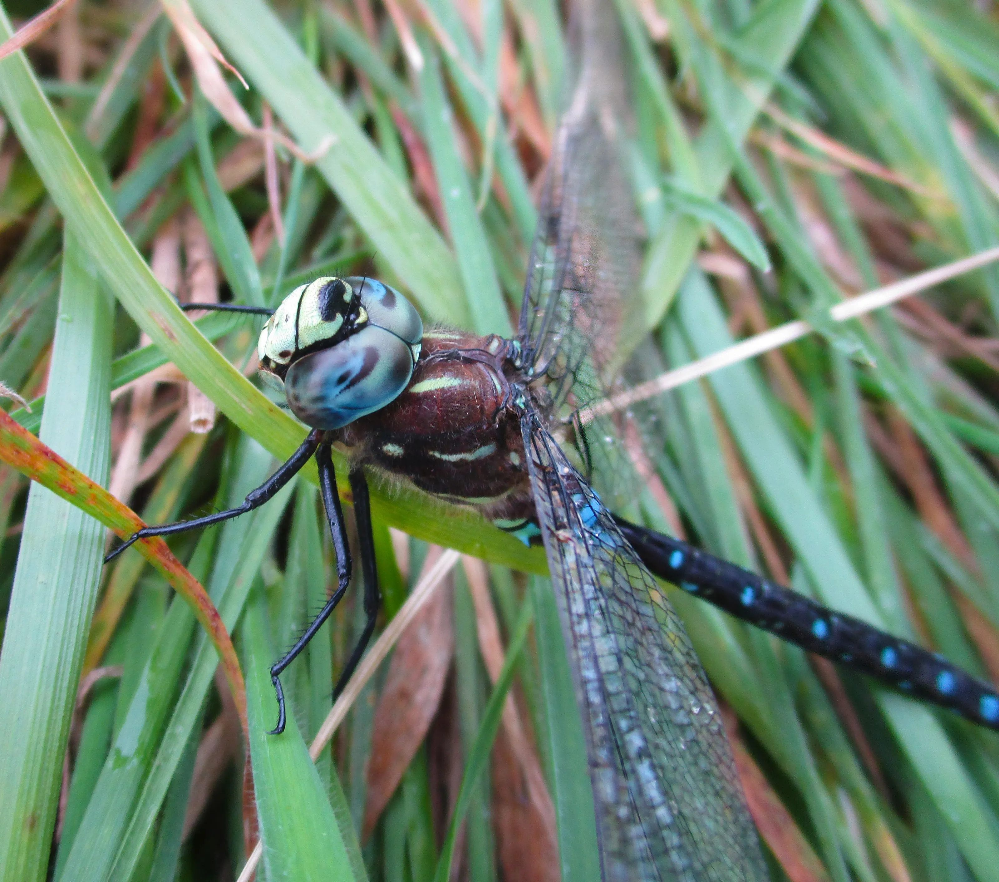 Dragonfly