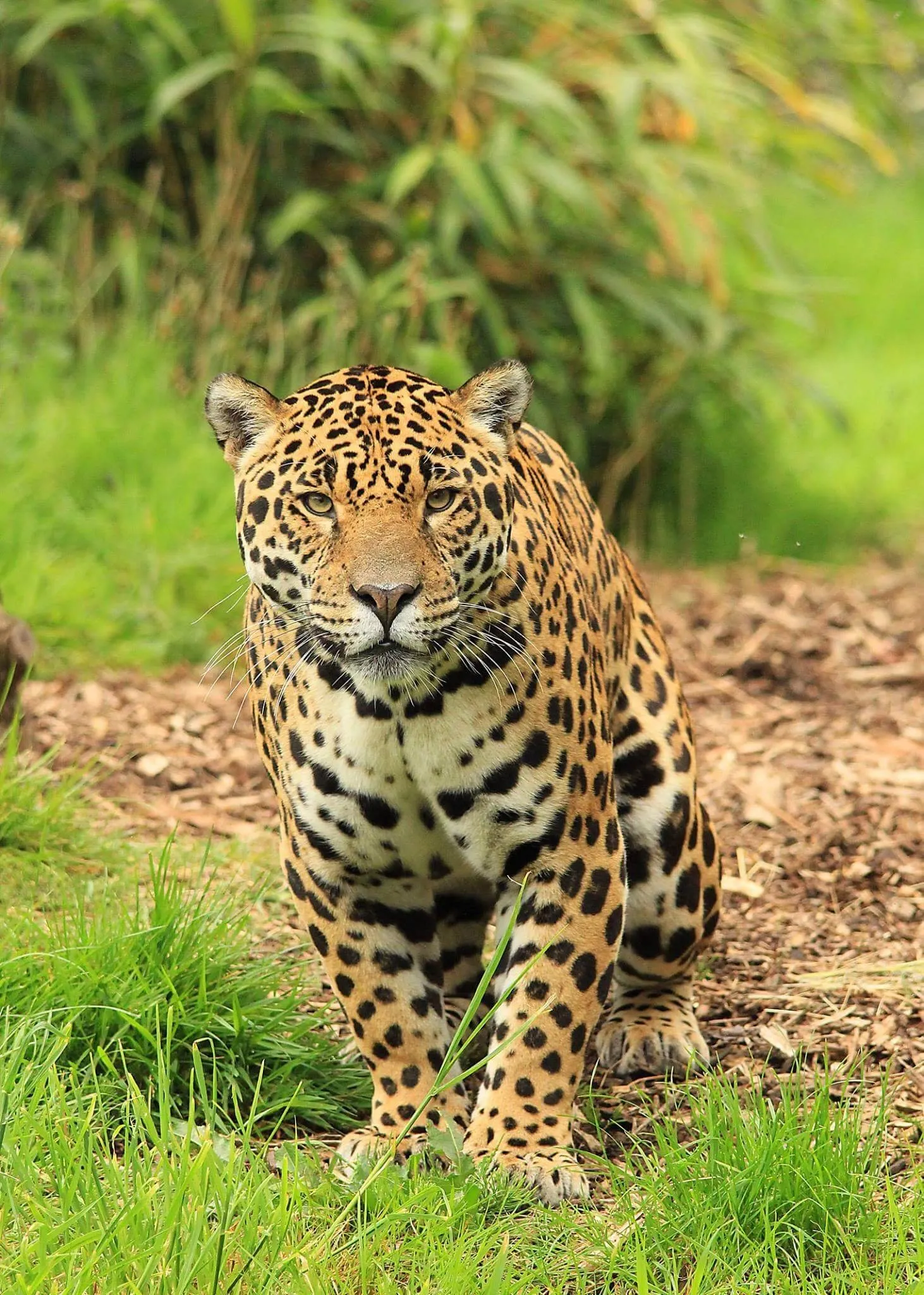 Jaguar