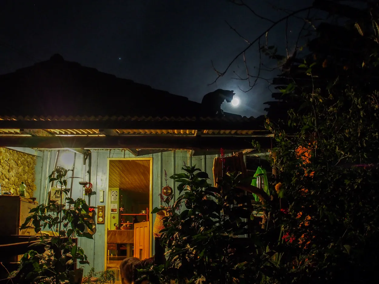 The Cat and the Moon