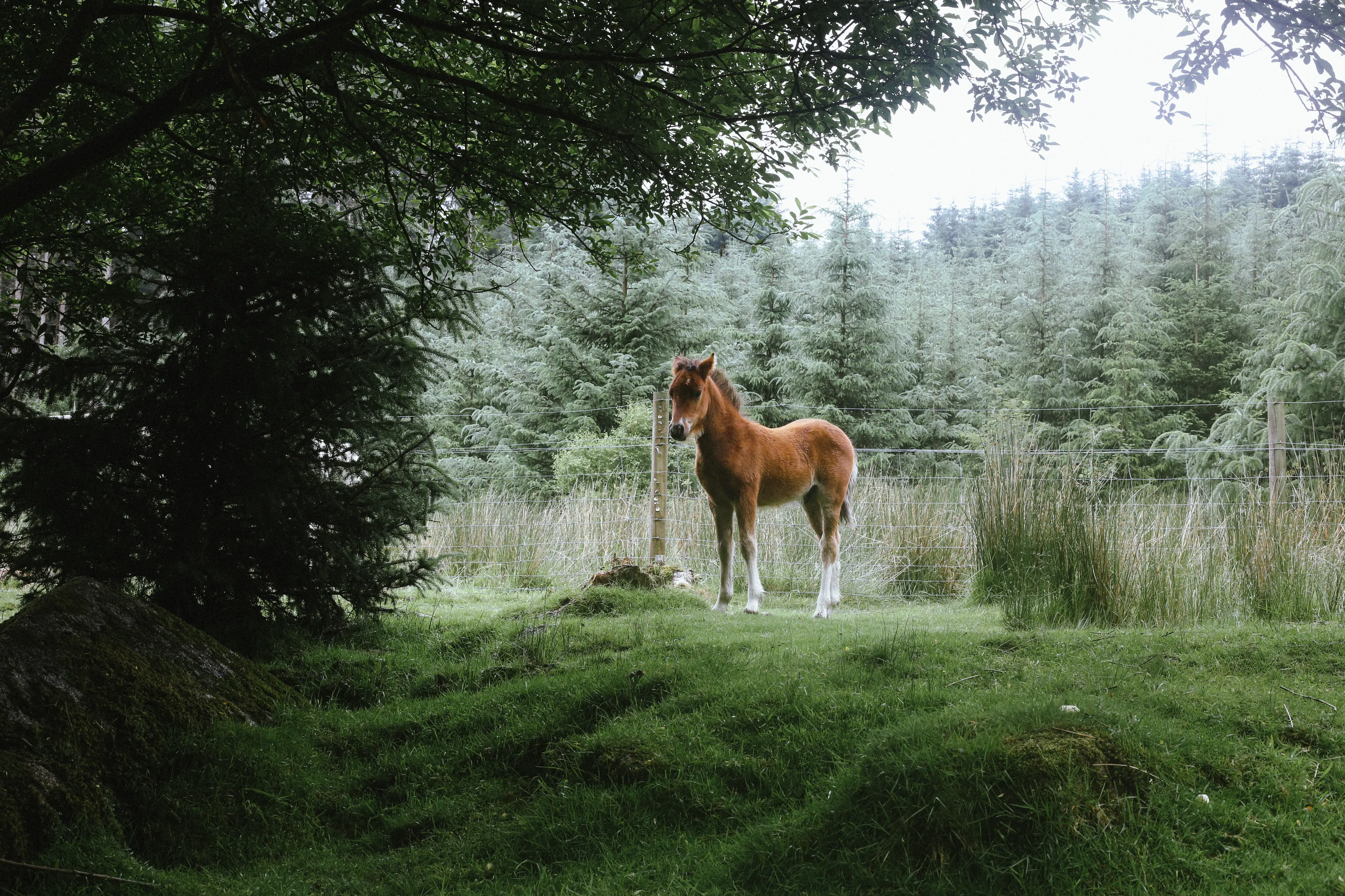 Pony playing in National Forest of Dartmouth