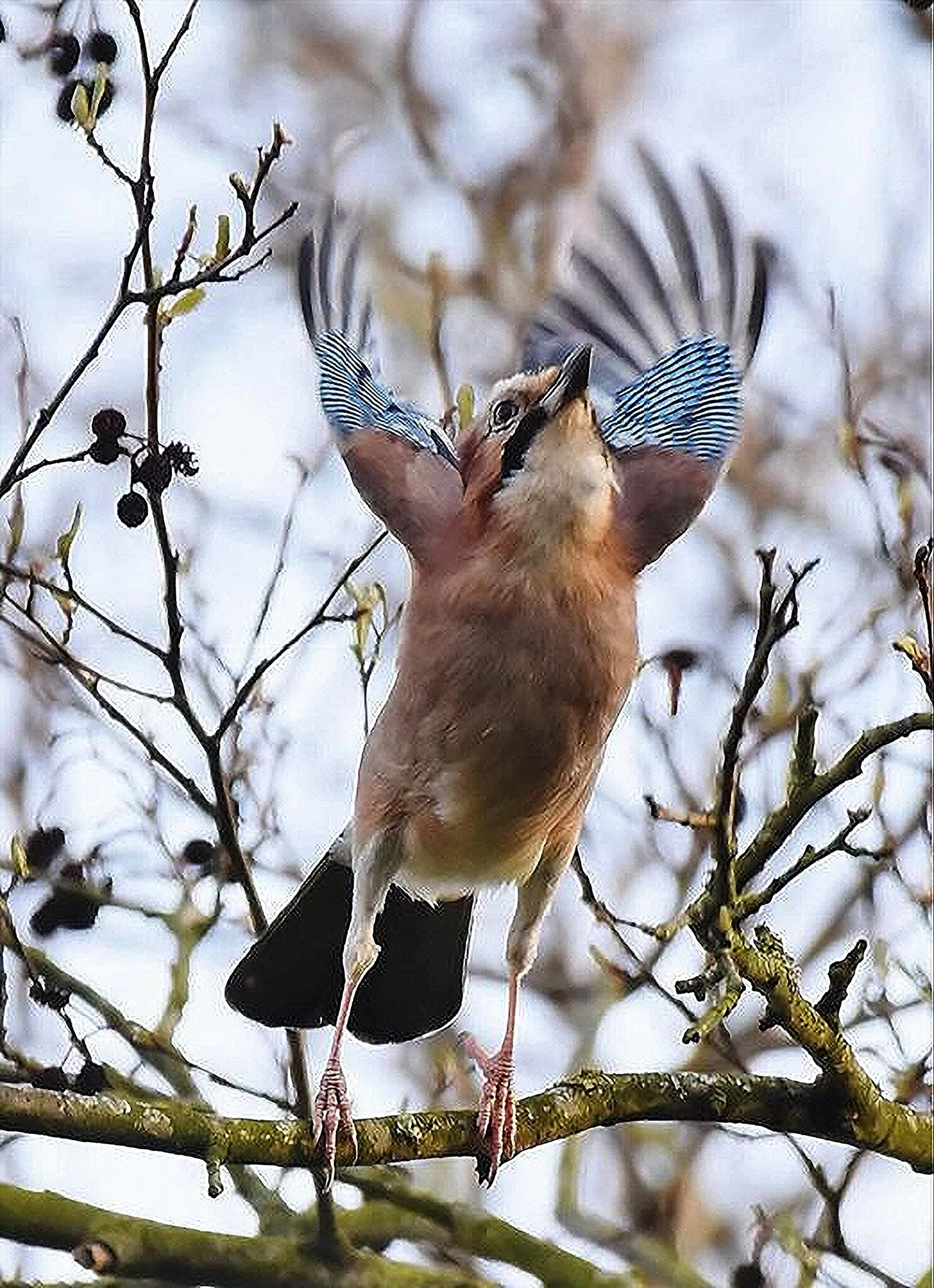 Jay