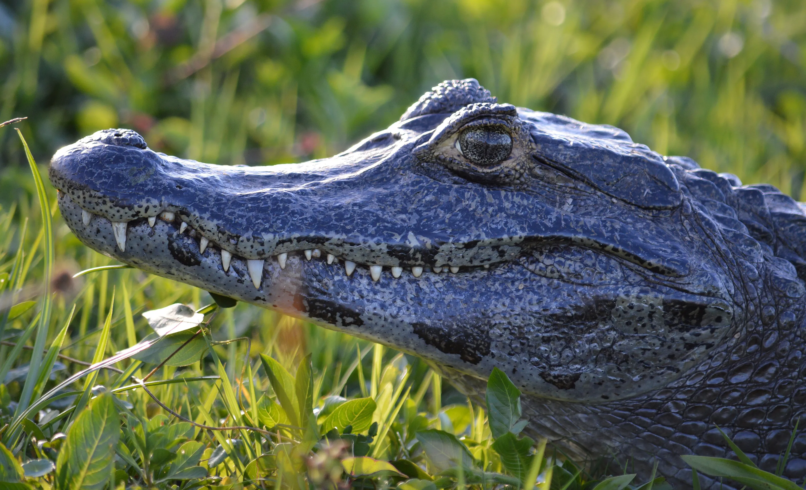 Yacare Caiman