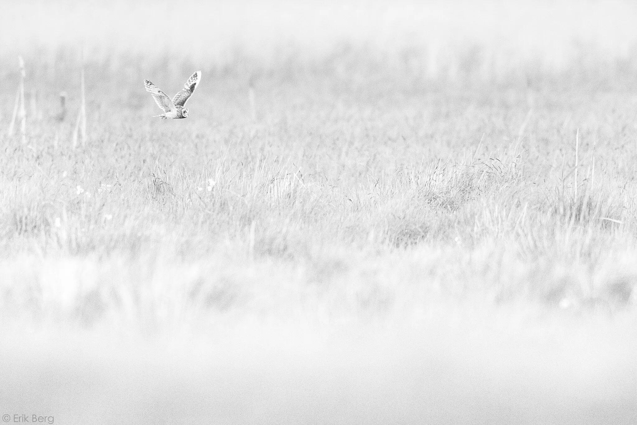 High Key Short-eared owl